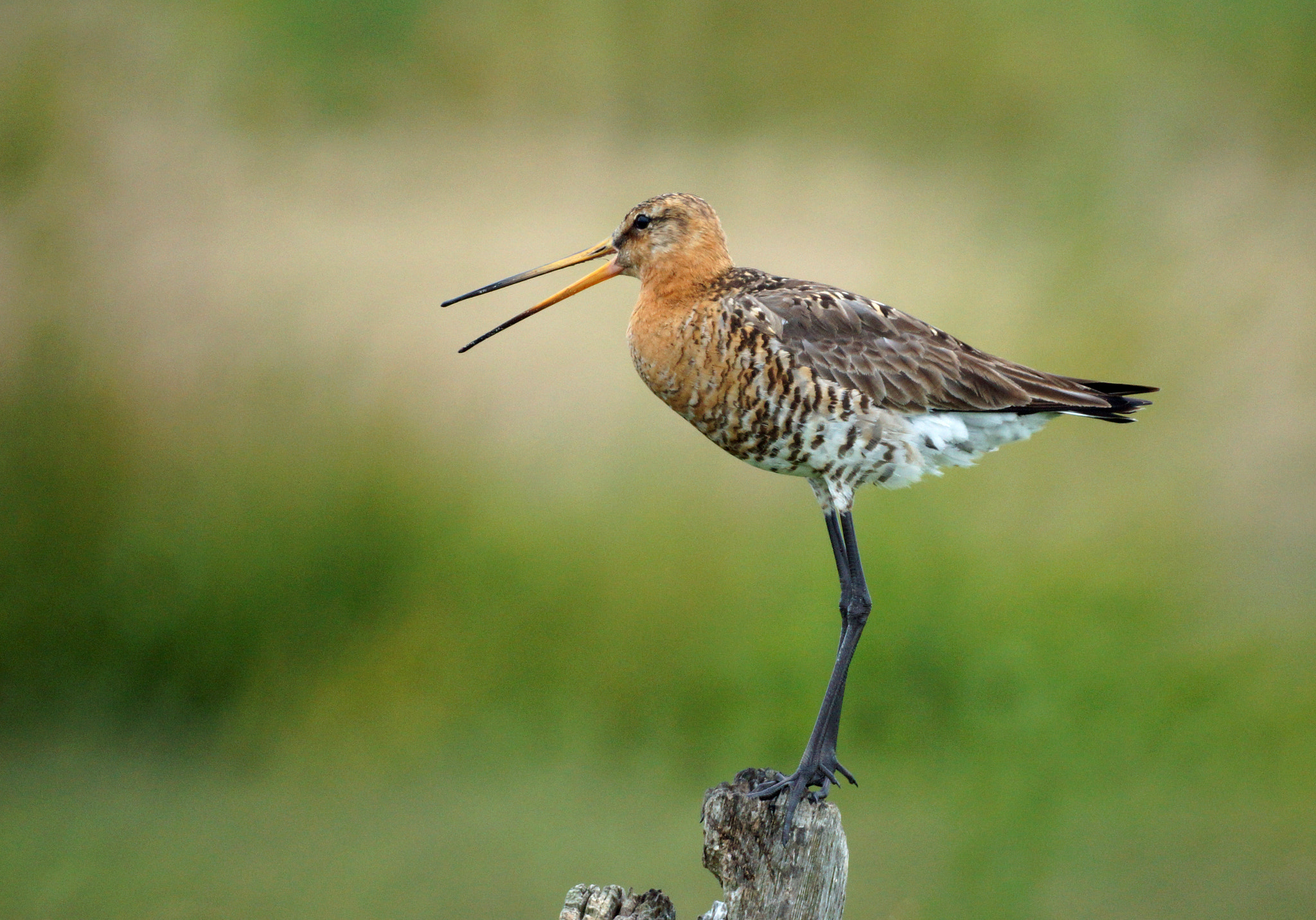 Sony SLT-A77 + Sony 500mm F8 Reflex sample photo. Limosa limosa photography