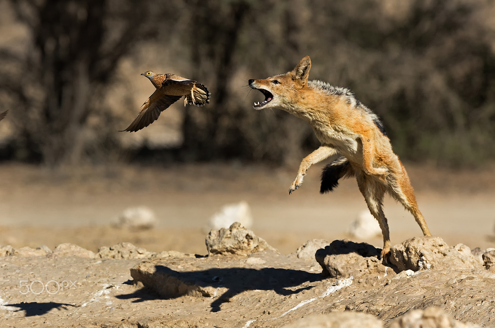 Canon EOS 7D Mark II + Canon EF 300mm F2.8L IS II USM sample photo. Jackal catching breakfast. photography