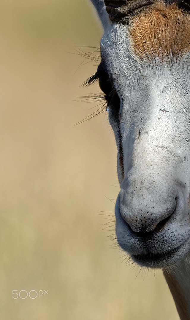 Canon EF 600mm F4L IS II USM sample photo. Dxo photography