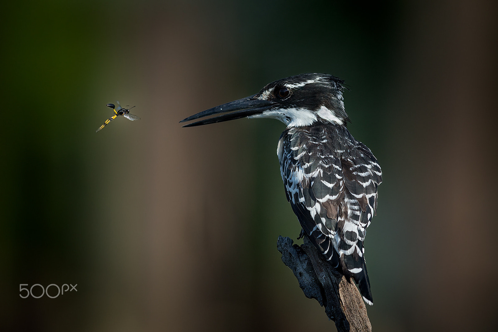Canon EF 600mm F4L IS II USM sample photo. Perdeby en kingfisher photography