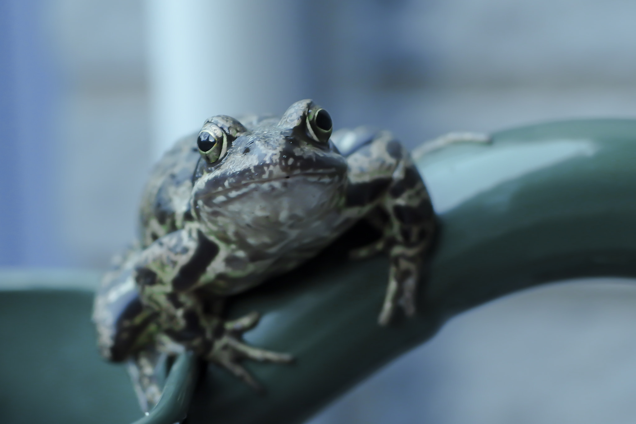 PENTAX RICOH IMAGING PENTAX MX-1 sample photo. Frog photography