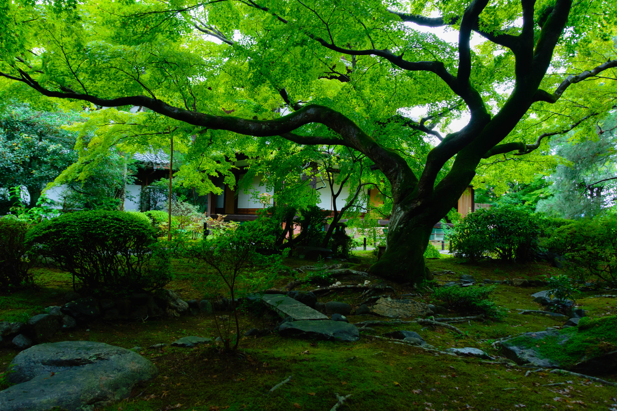 Sigma 18-200mm F3.5-6.3 II DC OS HSM sample photo. 緑の傘 photography