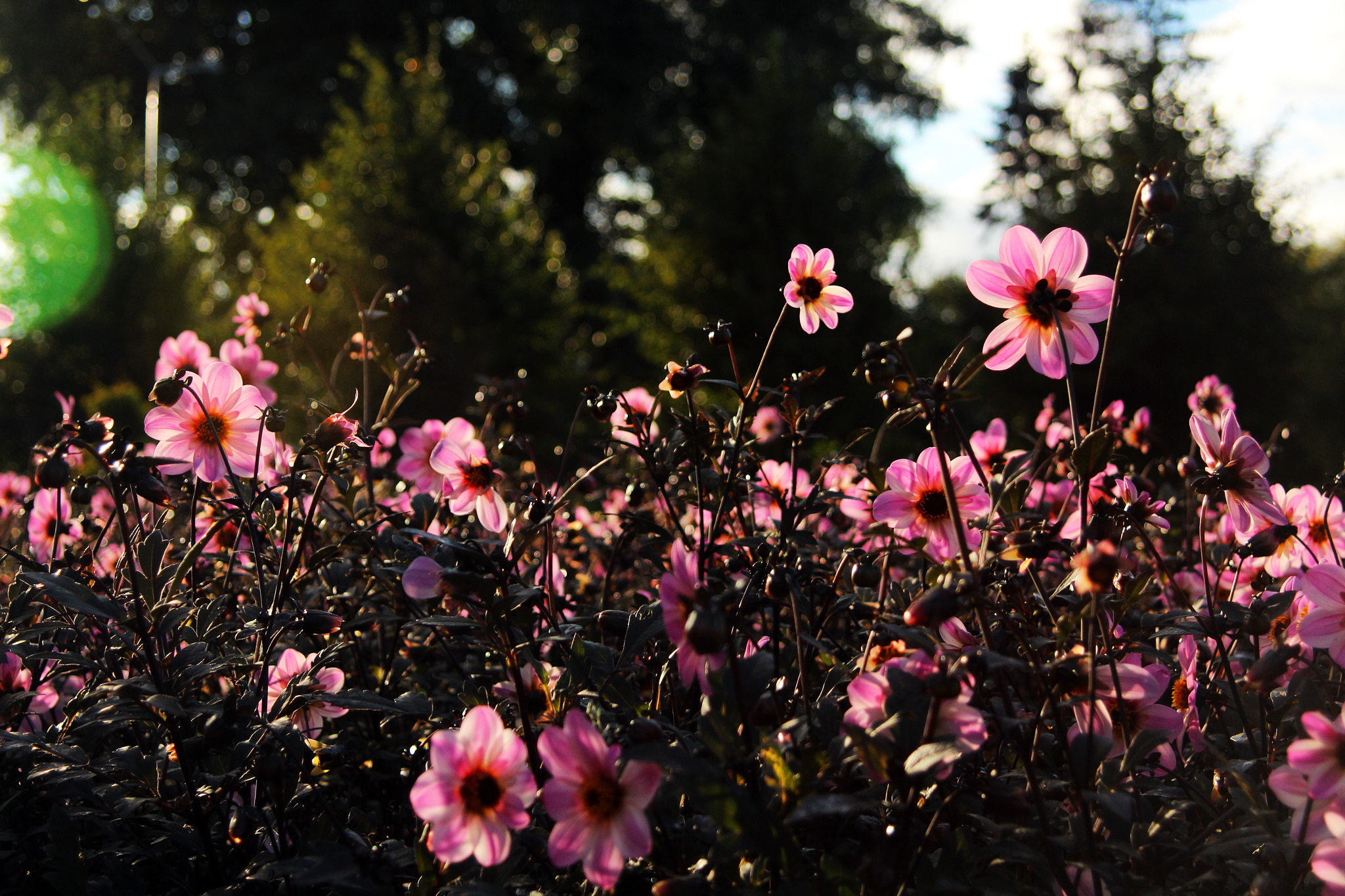 Canon EF 24-85mm F3.5-4.5 USM sample photo