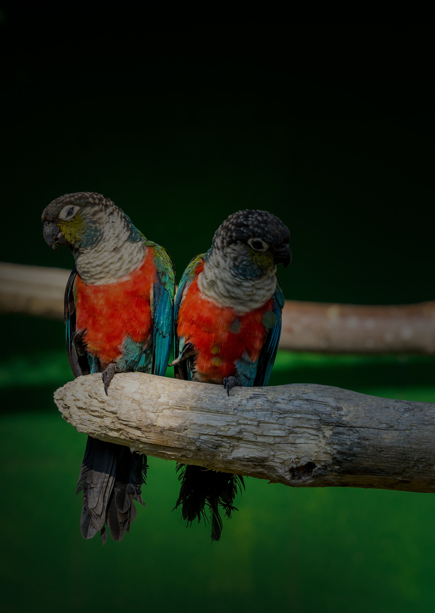 Sony a7 + Sony FE 70-300mm F4.5-5.6 G OSS sample photo. Two parrots photography