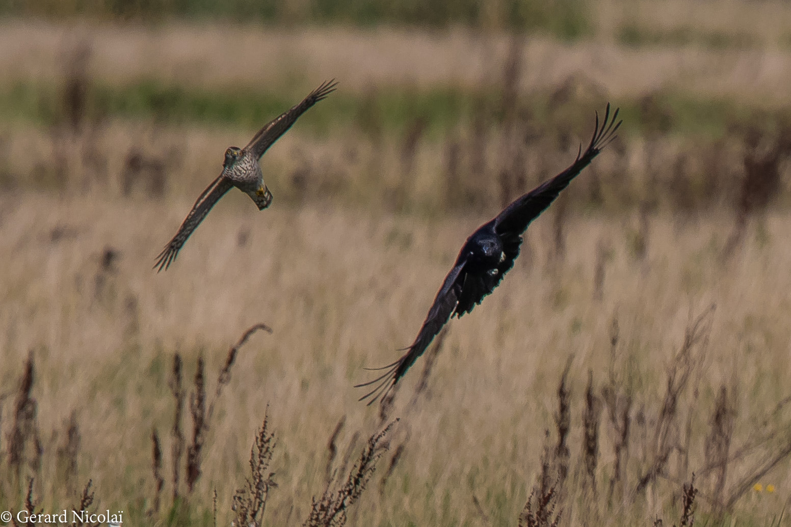 Canon EOS 7D Mark II sample photo. Sparrow hawk chasing a crow photography