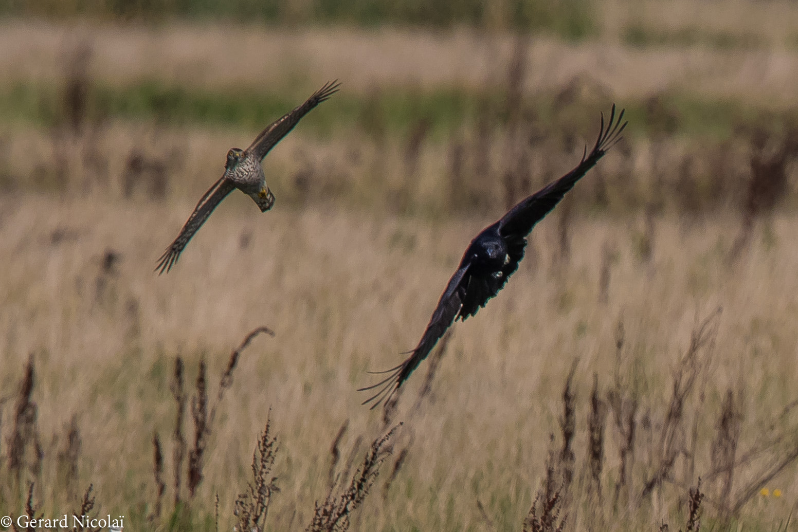 Canon EF 300mm F2.8L IS USM sample photo. Sparrow hawk chasing a crow photography