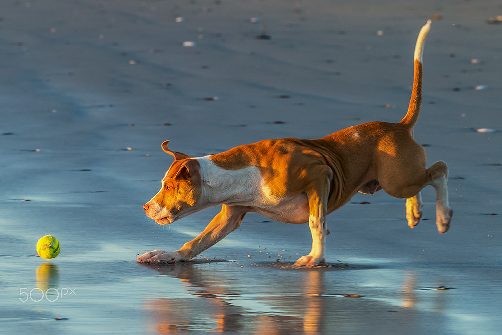 Canon EF 300mm F2.8L IS II USM sample photo. Tennis ball fever photography