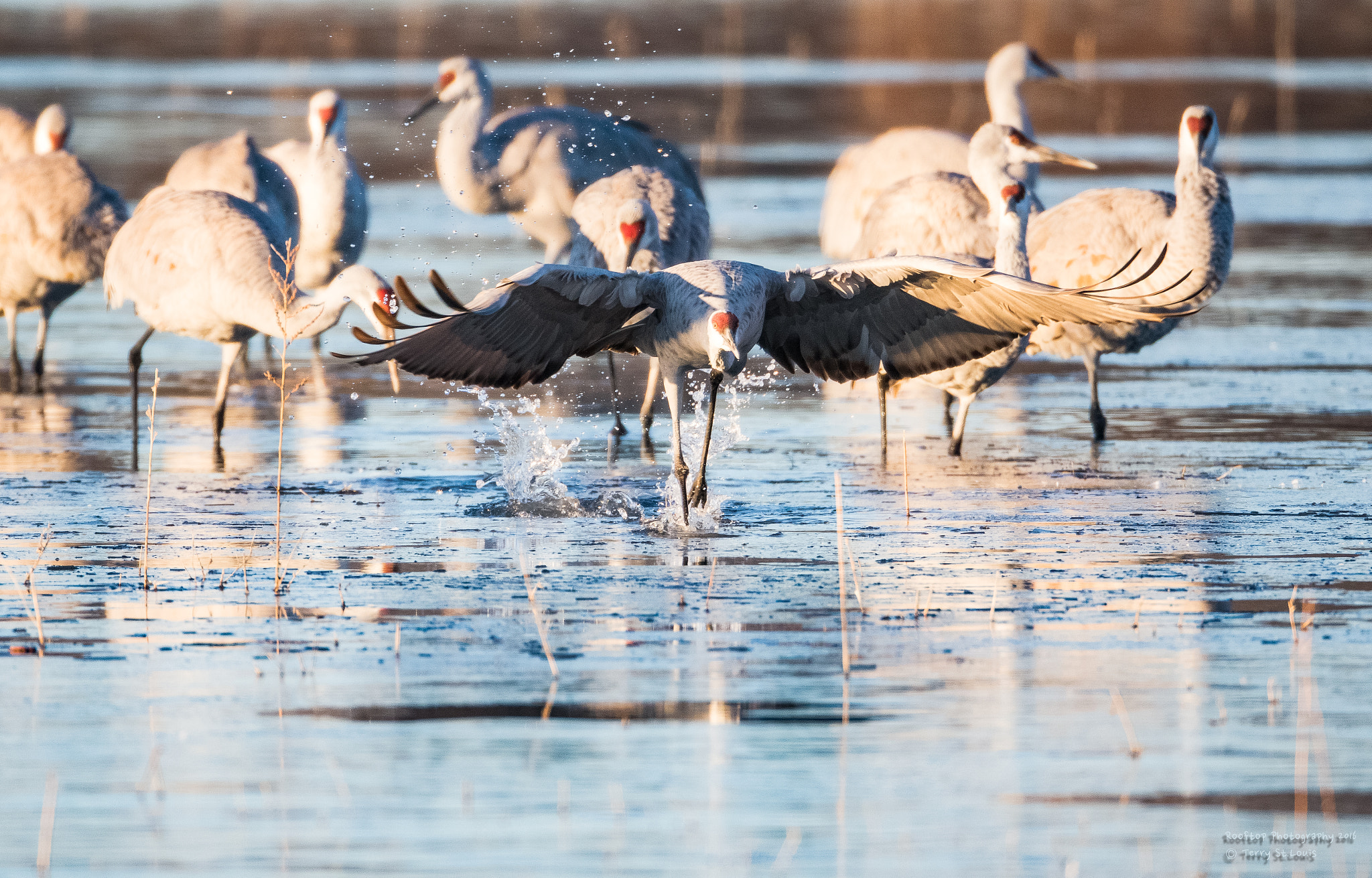 Canon EF 800mm F5.6L IS USM sample photo. Flap photography