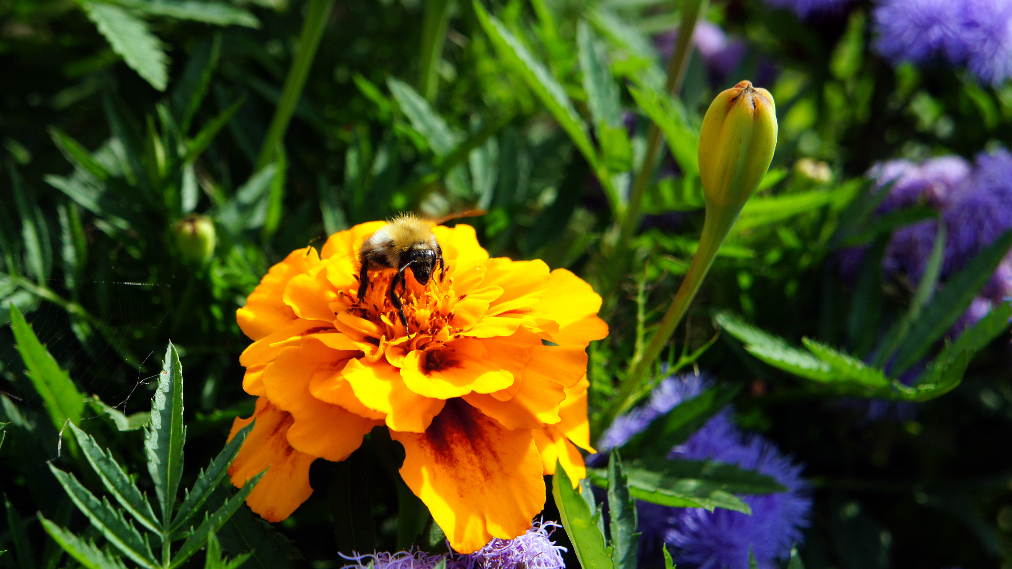 Sony Alpha NEX-3 sample photo. Flowers and bees photography