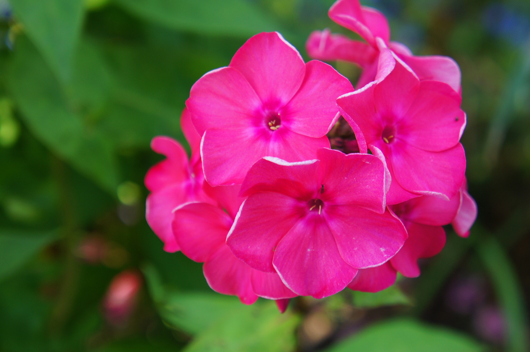 Sony Alpha NEX-3 sample photo. Flowers photography