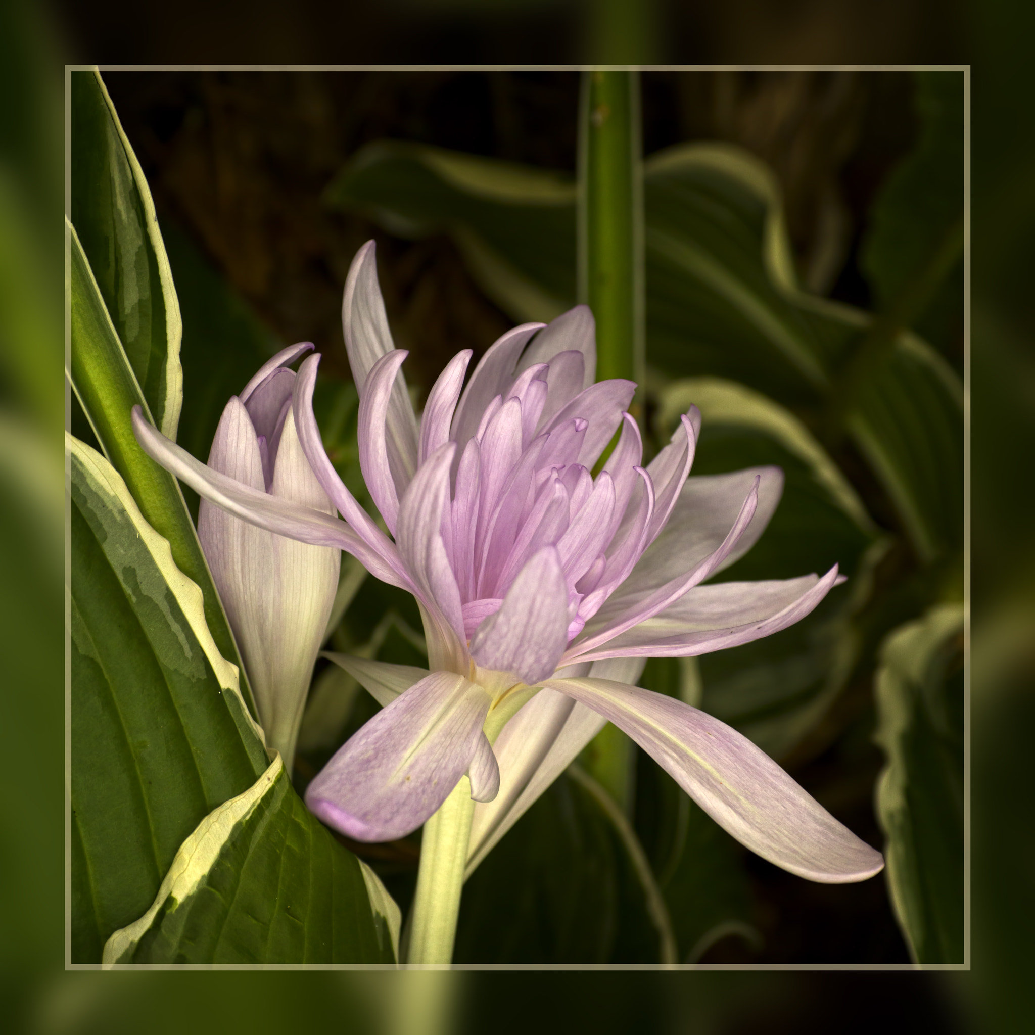 Canon EOS 6D + Tamron SP AF 90mm F2.8 Di Macro sample photo. Autumn crocus "waterlily" photography