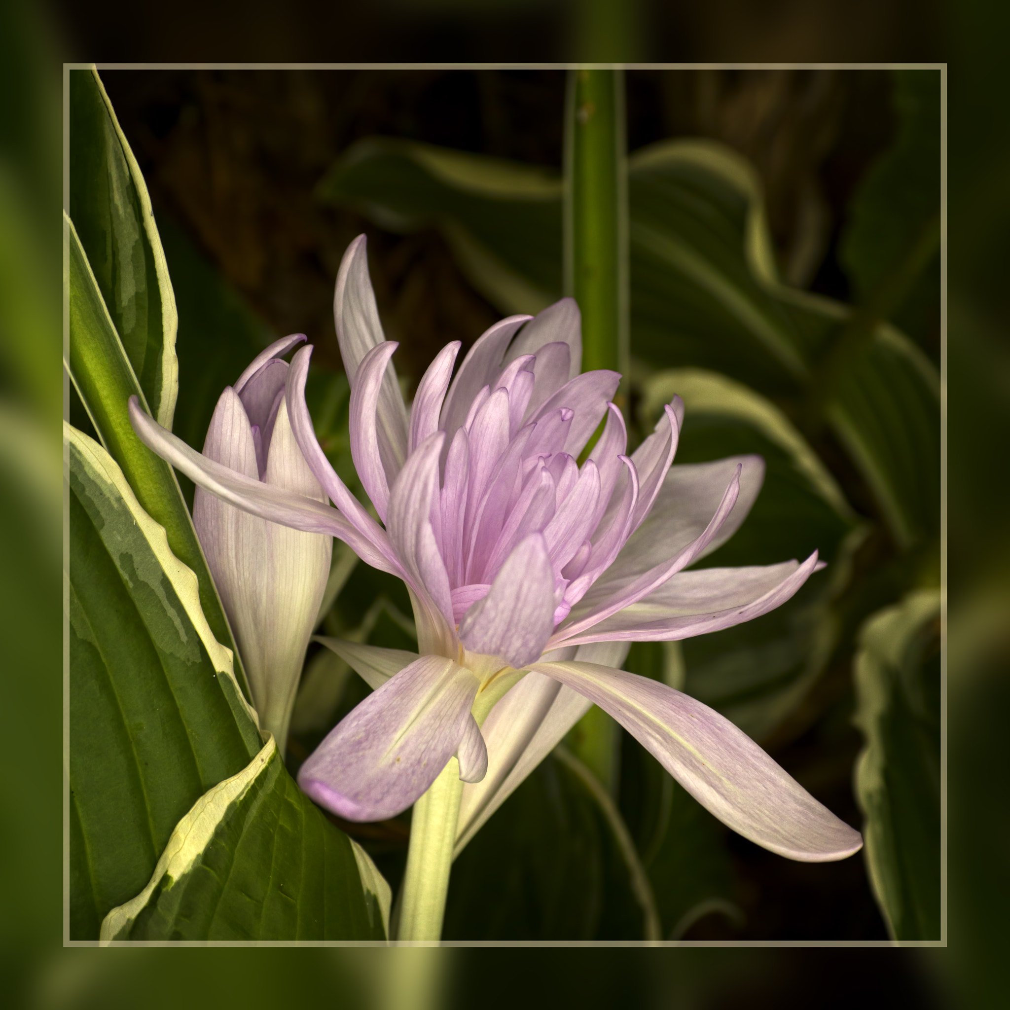 Tamron SP AF 90mm F2.8 Di Macro sample photo. Autumn crocus "waterlily" photography