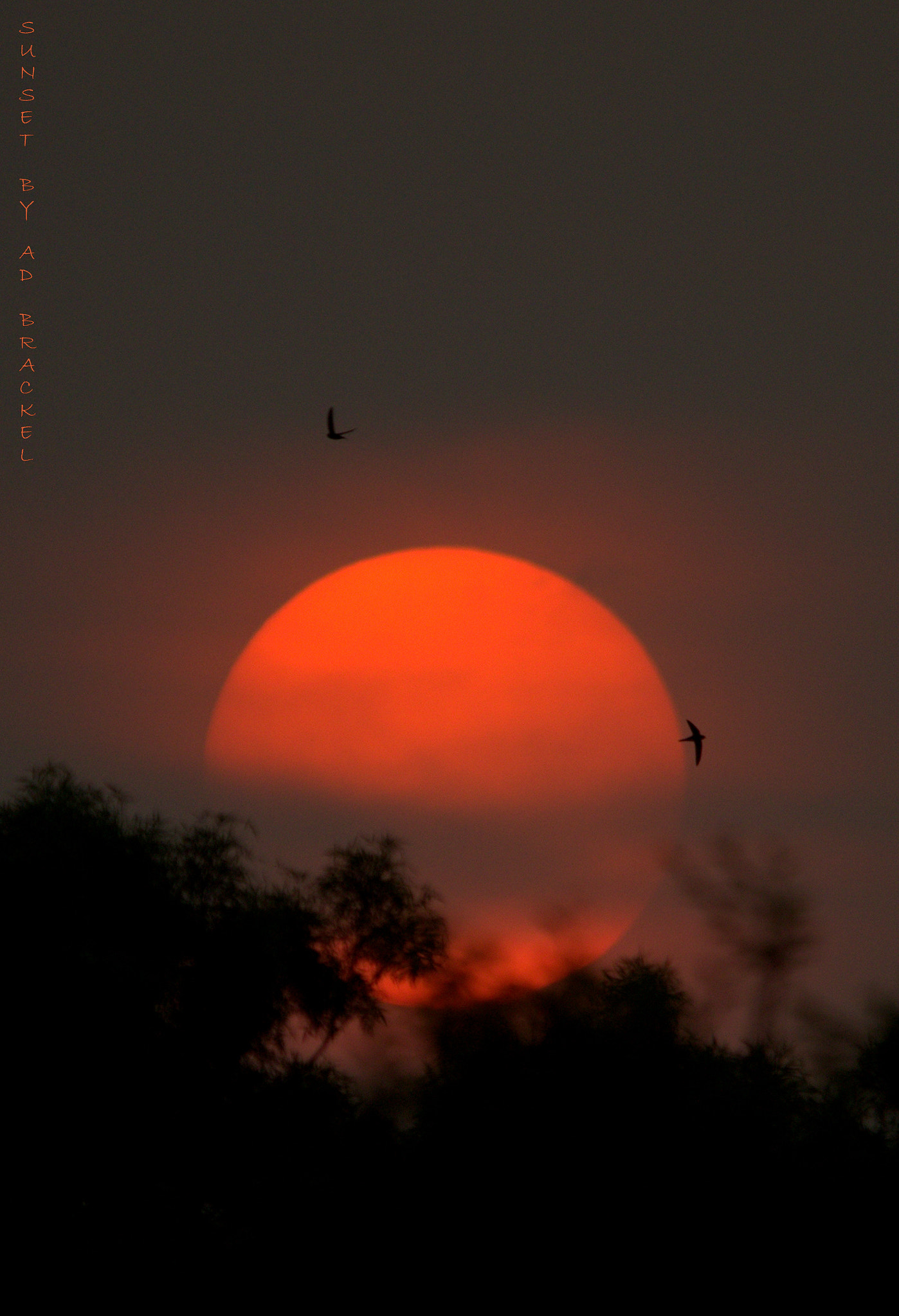 Nikon D3100 + Sigma 150-500mm F5-6.3 DG OS HSM sample photo. Sunset, birds & branches photography