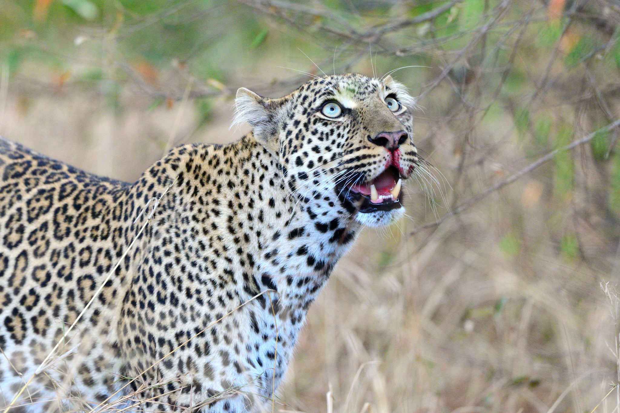 Nikon D800 + Nikon AF-S Nikkor 500mm F4G ED VR sample photo. Eyes wide open photography