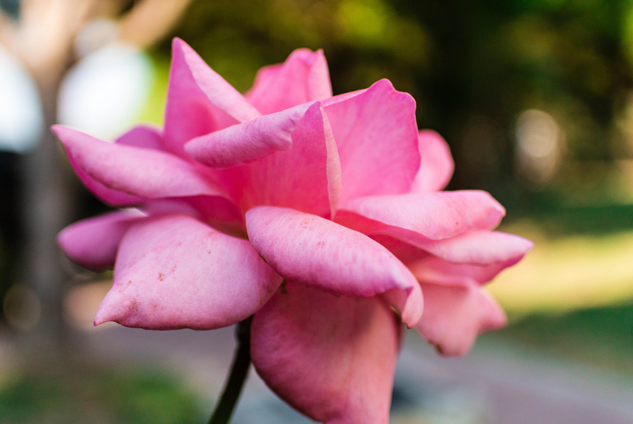 Nikon 1 V1 + Nikon 1 Nikkor 18.5mm F1.8 sample photo. Rose from sideview photography