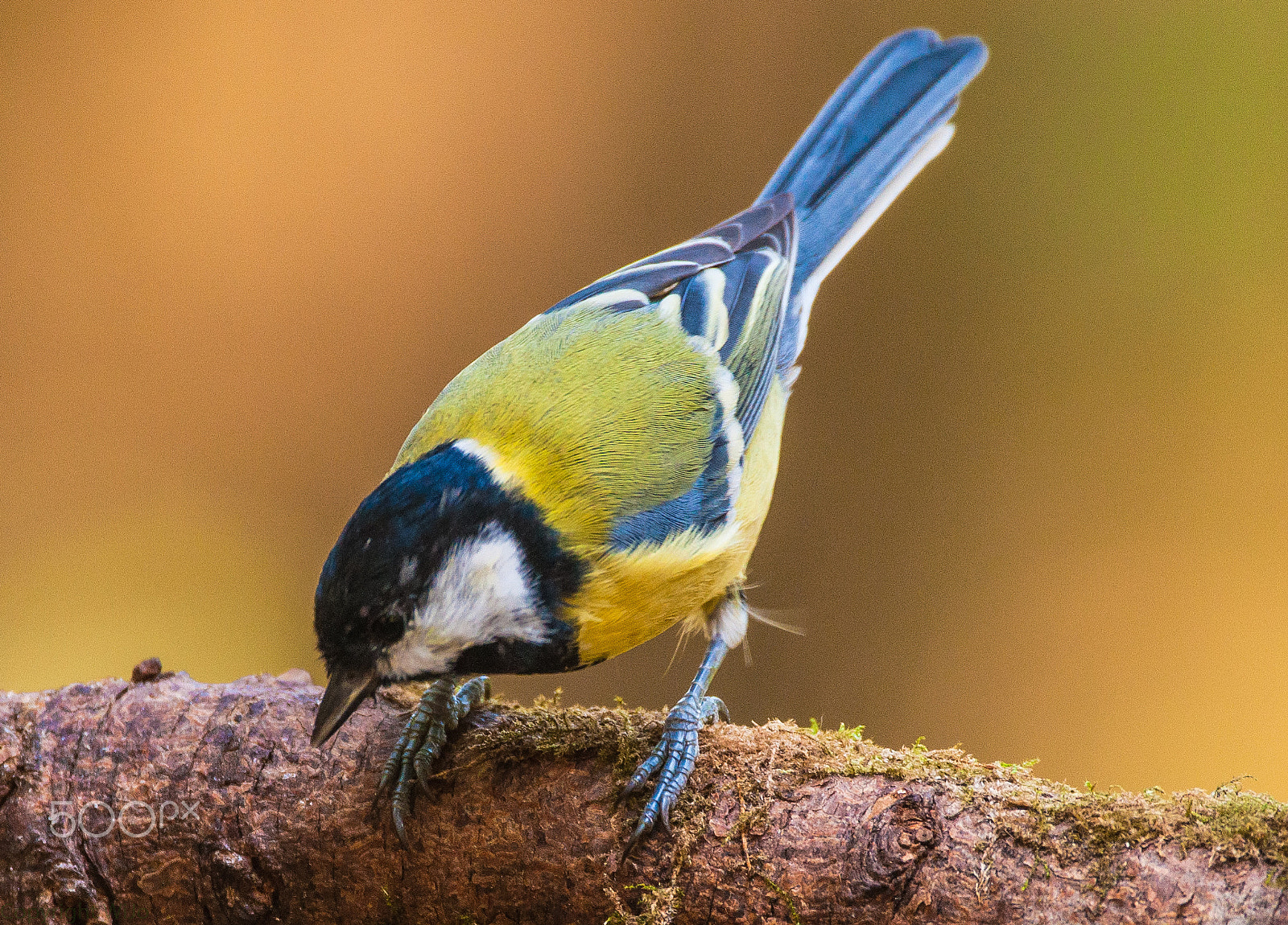 Sigma 150-600mm F5-6.3 DG OS HSM | C sample photo. Great tit / koolmees photography