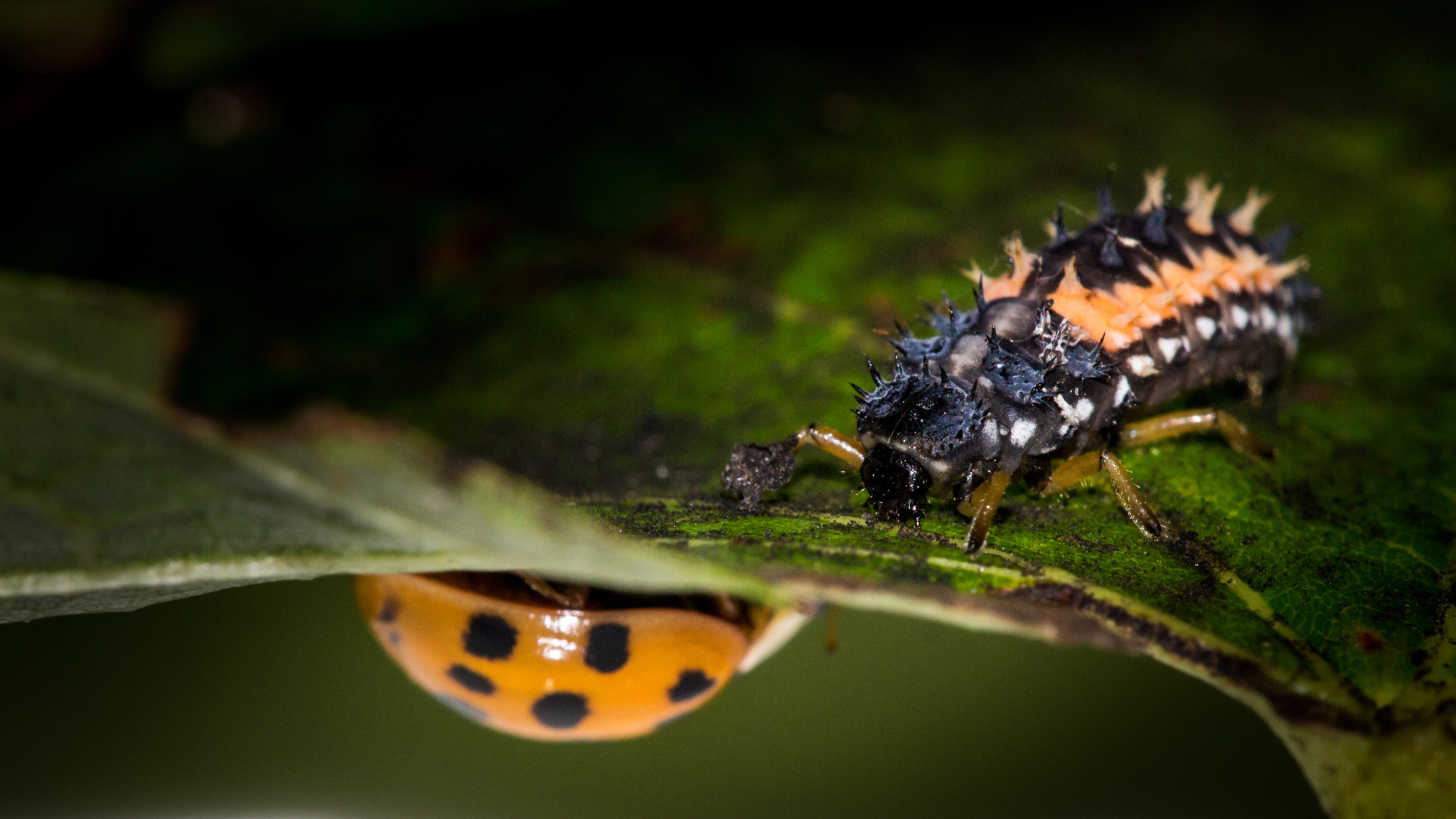 Sigma APO Macro 150mm f/2.8 EX DG HSM sample photo. Father and son photography