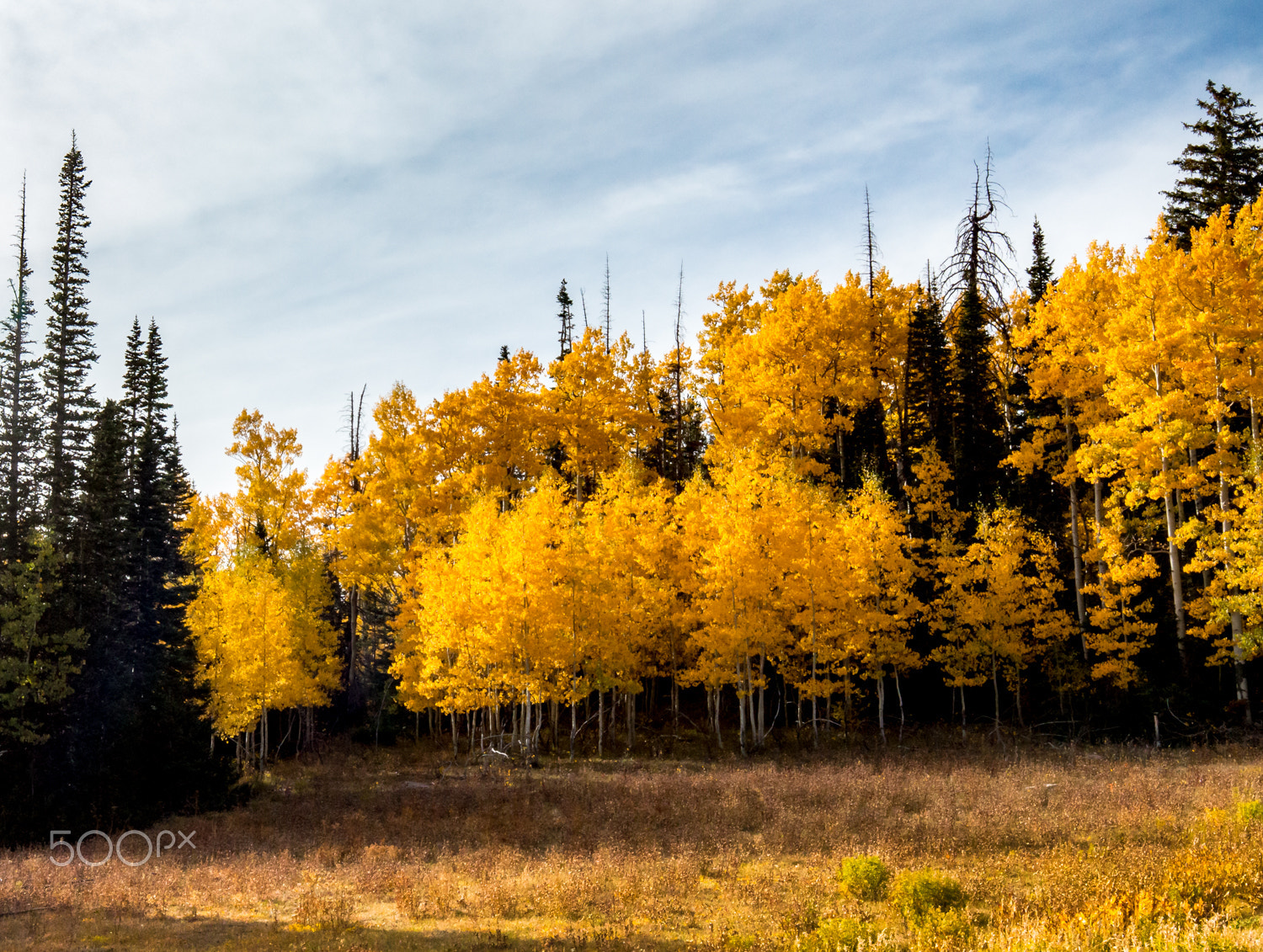 Canon EOS 70D + Canon EF 16-35mm F4L IS USM sample photo. Aspens in technicolor photography