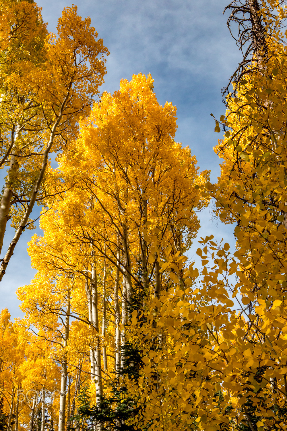 Canon EOS 70D + Canon EF 16-35mm F4L IS USM sample photo. Aspens in technicolor photography