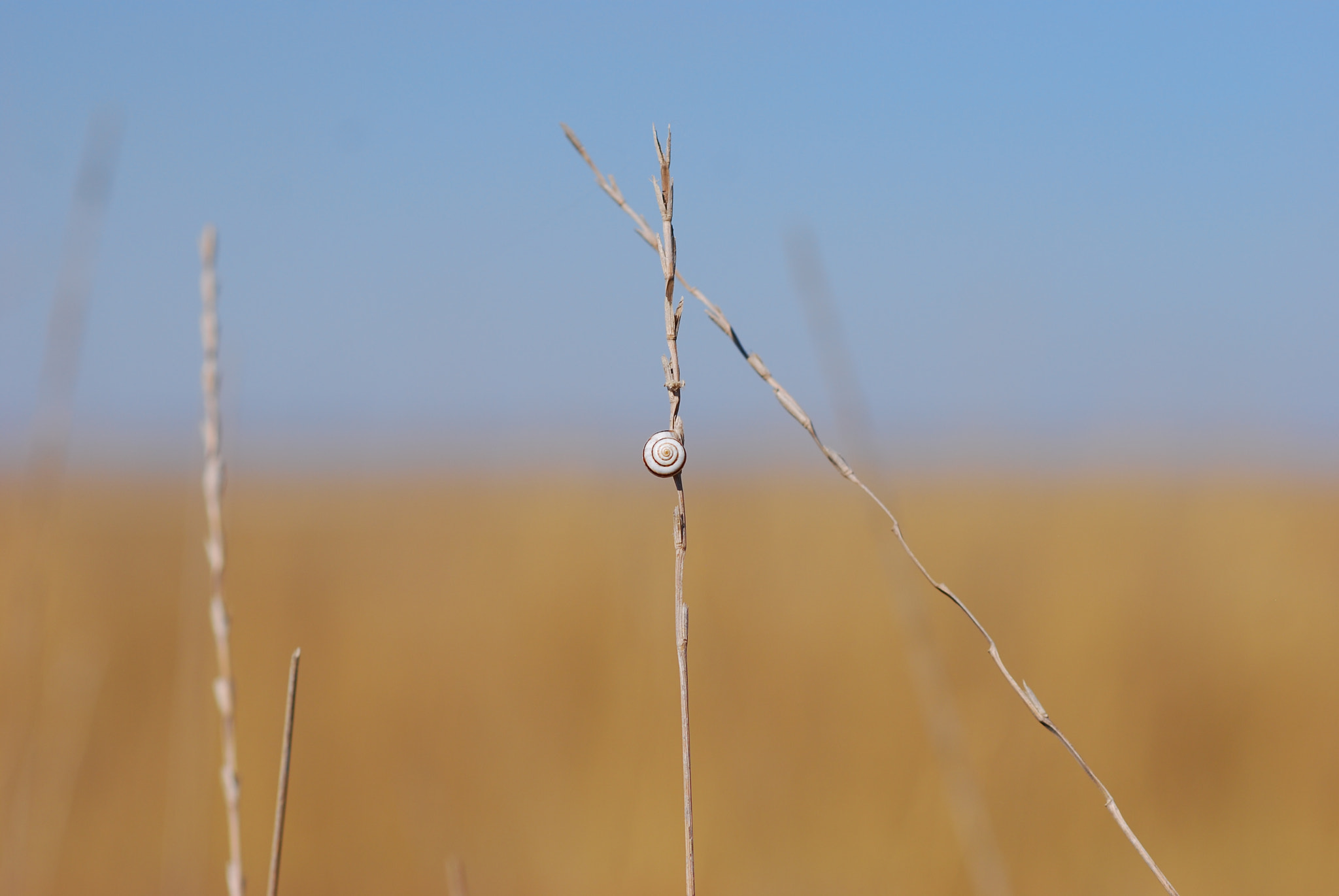 Nikon D40X + Nikon AF-S Nikkor 85mm F1.8G sample photo. Snail photography