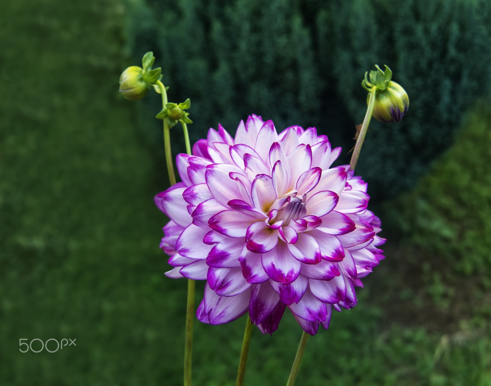 Nikon AF Nikkor 24-85mm F2.8-4D IF sample photo. Yıldız çiçeği (dahlia) photography
