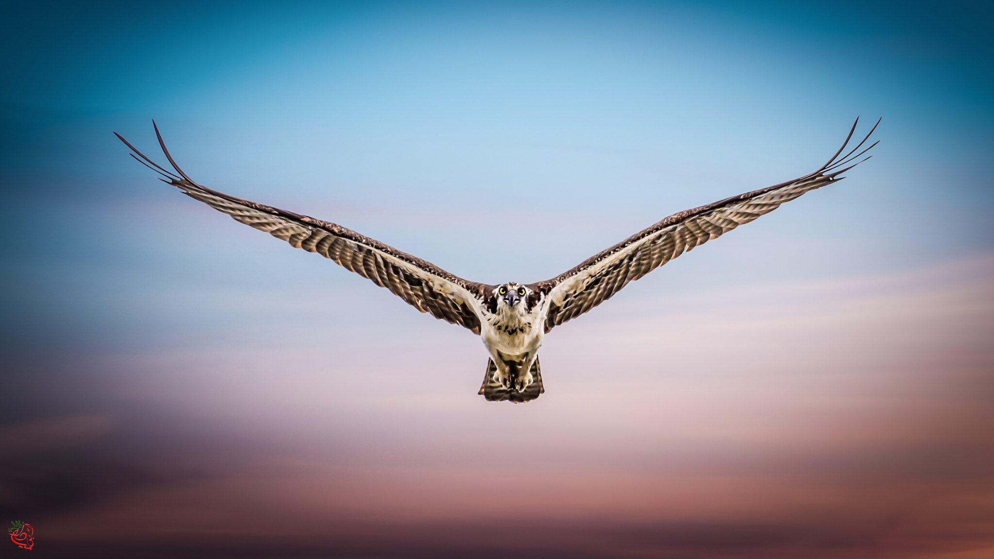 Nikon D610 + Nikon AF-S Nikkor 80-400mm F4.5-5.6G ED VR sample photo. Spread your wings and fly! photography