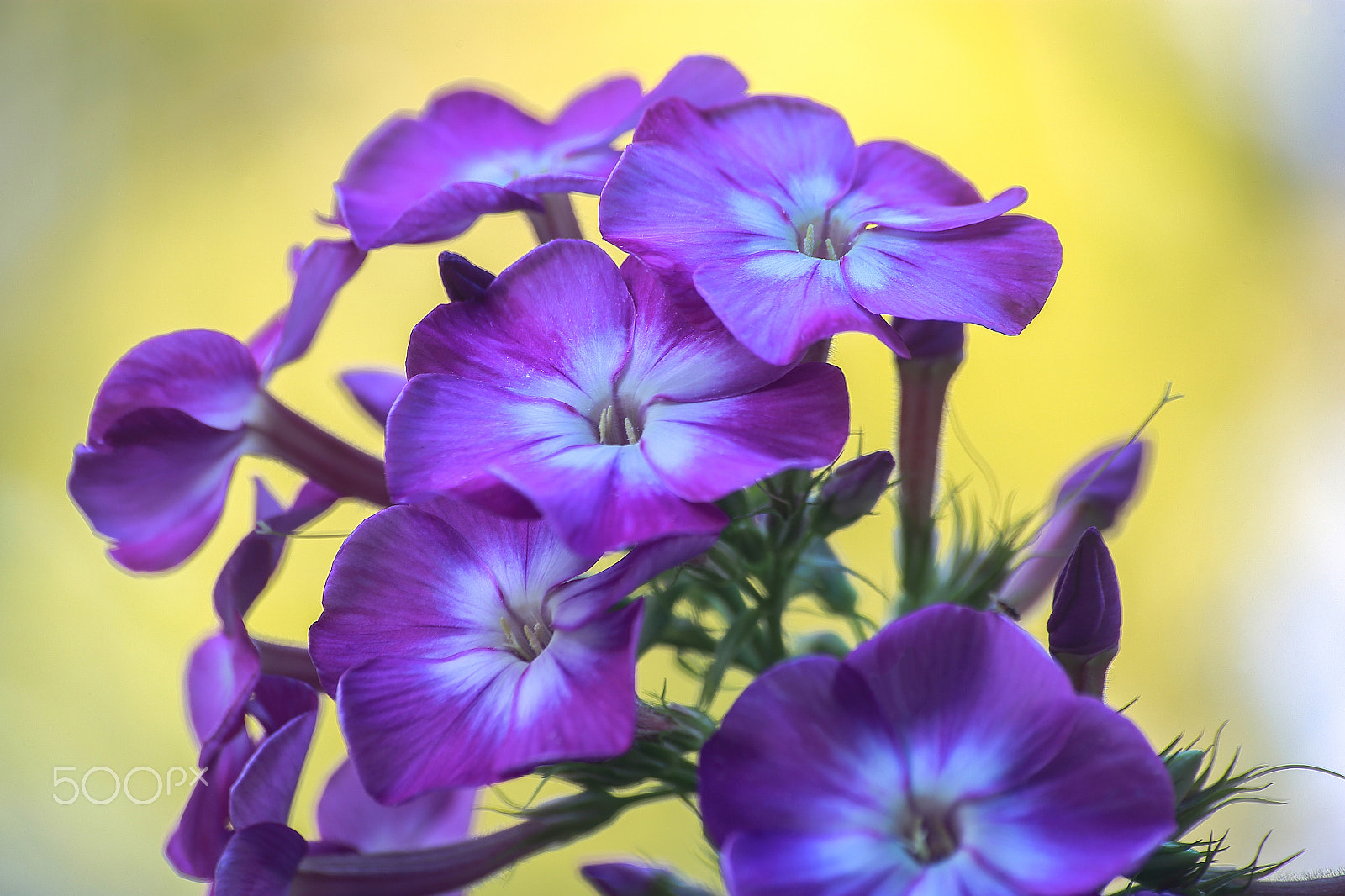 Sigma 70-300mm F4-5.6 APO DG Macro sample photo. Fine flower _ phloxes photography
