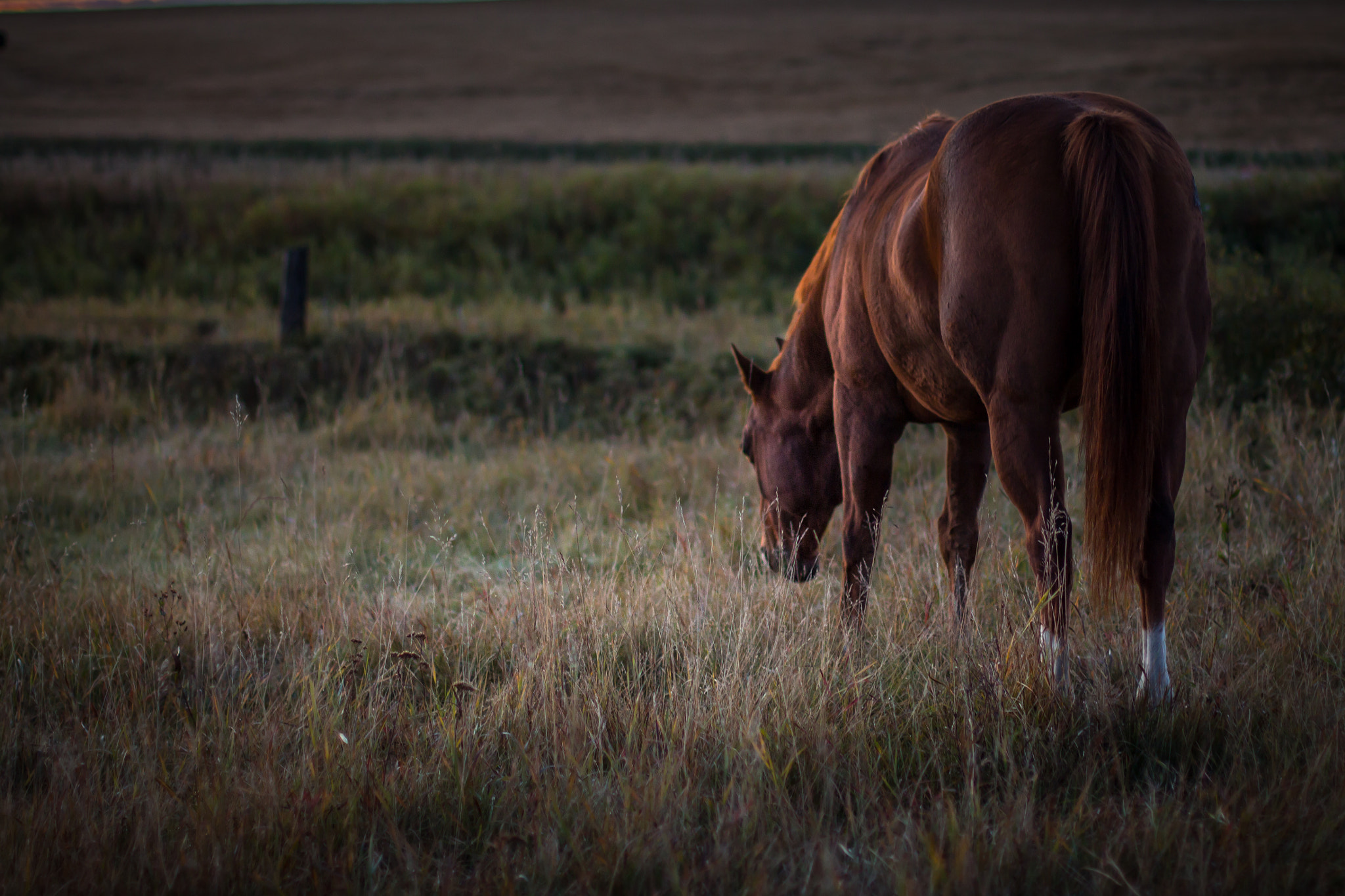 Canon EOS 650D (EOS Rebel T4i / EOS Kiss X6i) sample photo. Just grazing photography