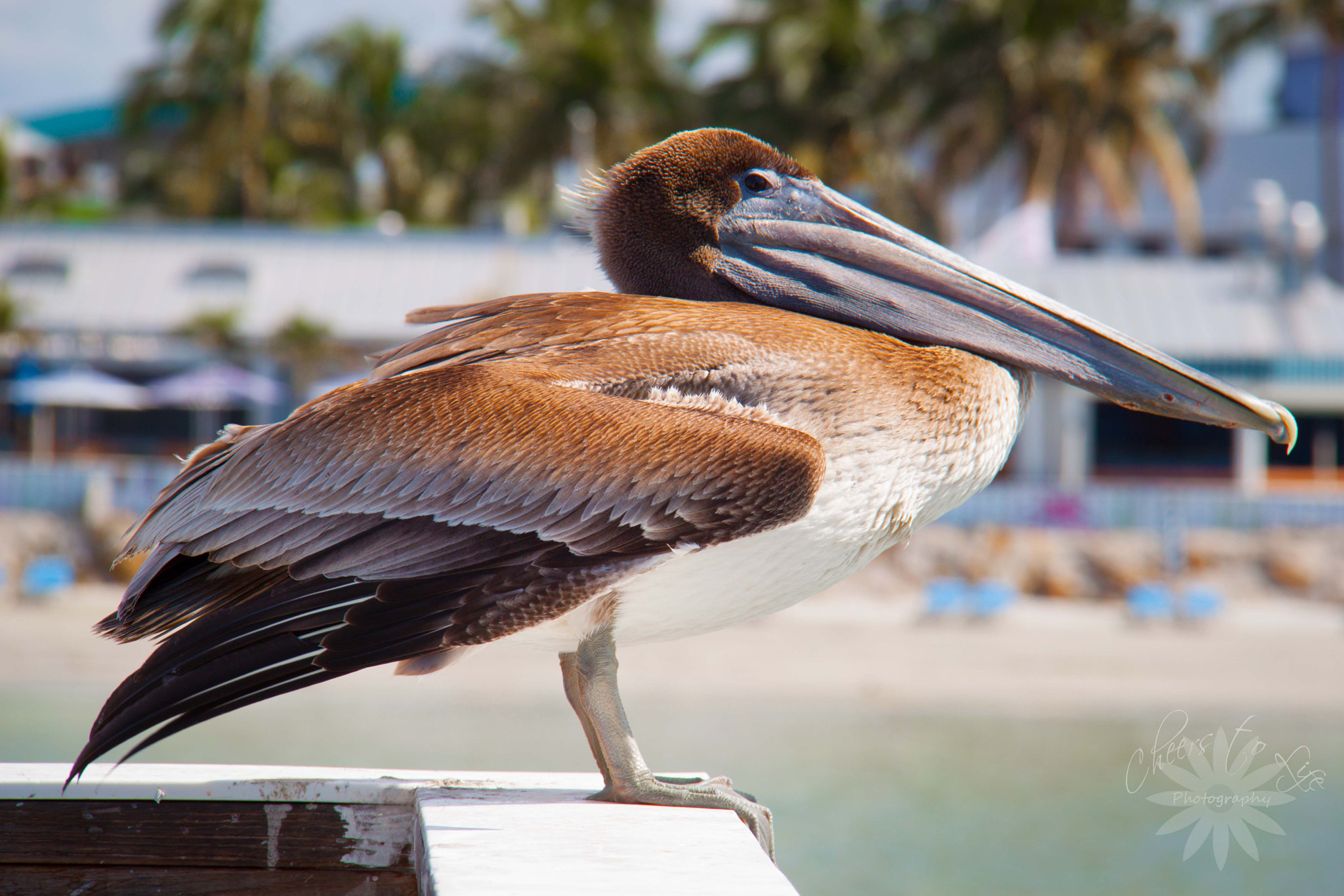 Canon EOS 500D (EOS Rebel T1i / EOS Kiss X3) + Canon EF-S 18-200mm F3.5-5.6 IS sample photo. I really heart pelicans photography