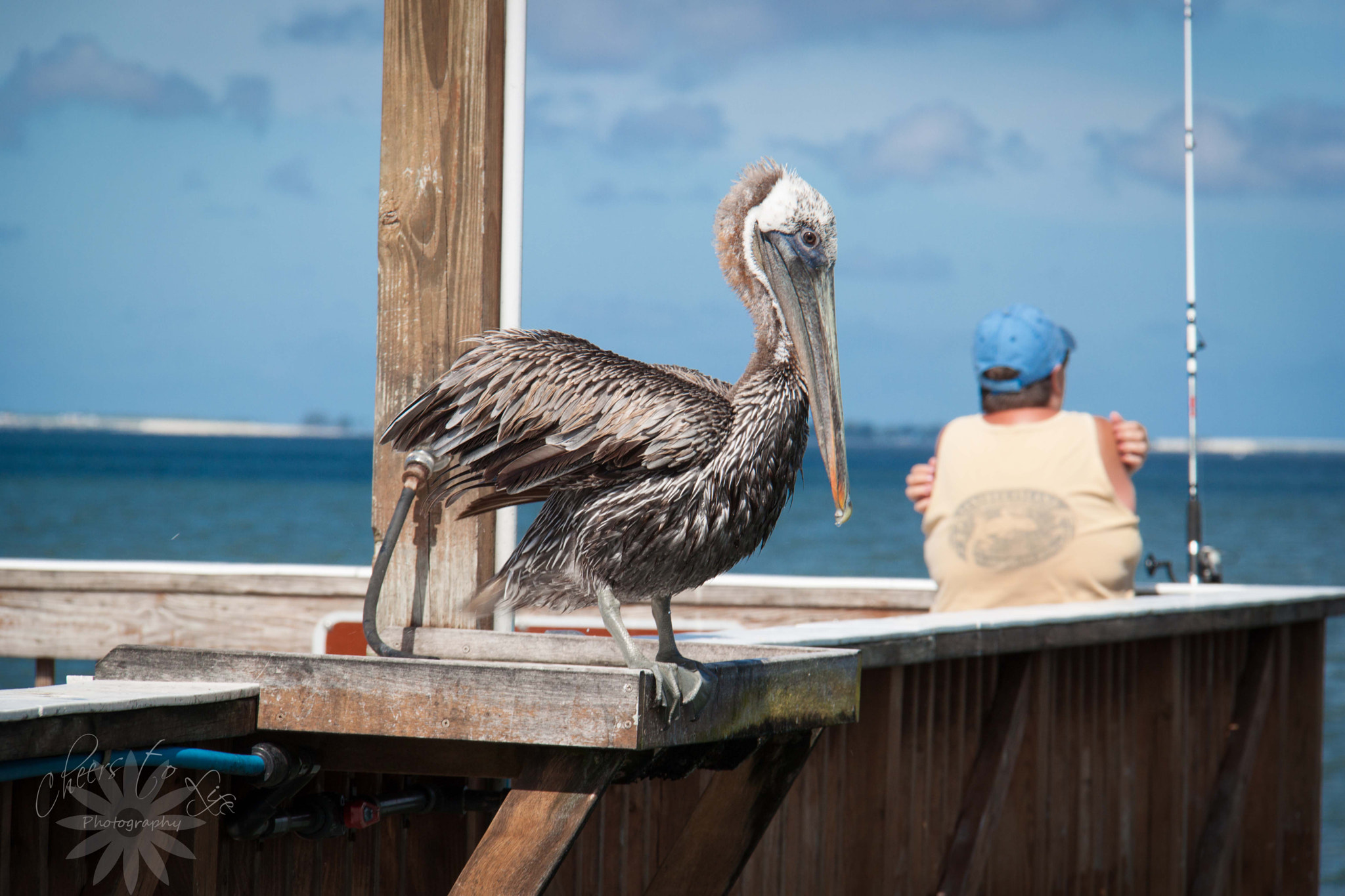Canon EOS 500D (EOS Rebel T1i / EOS Kiss X3) sample photo. I heart pelicans photography