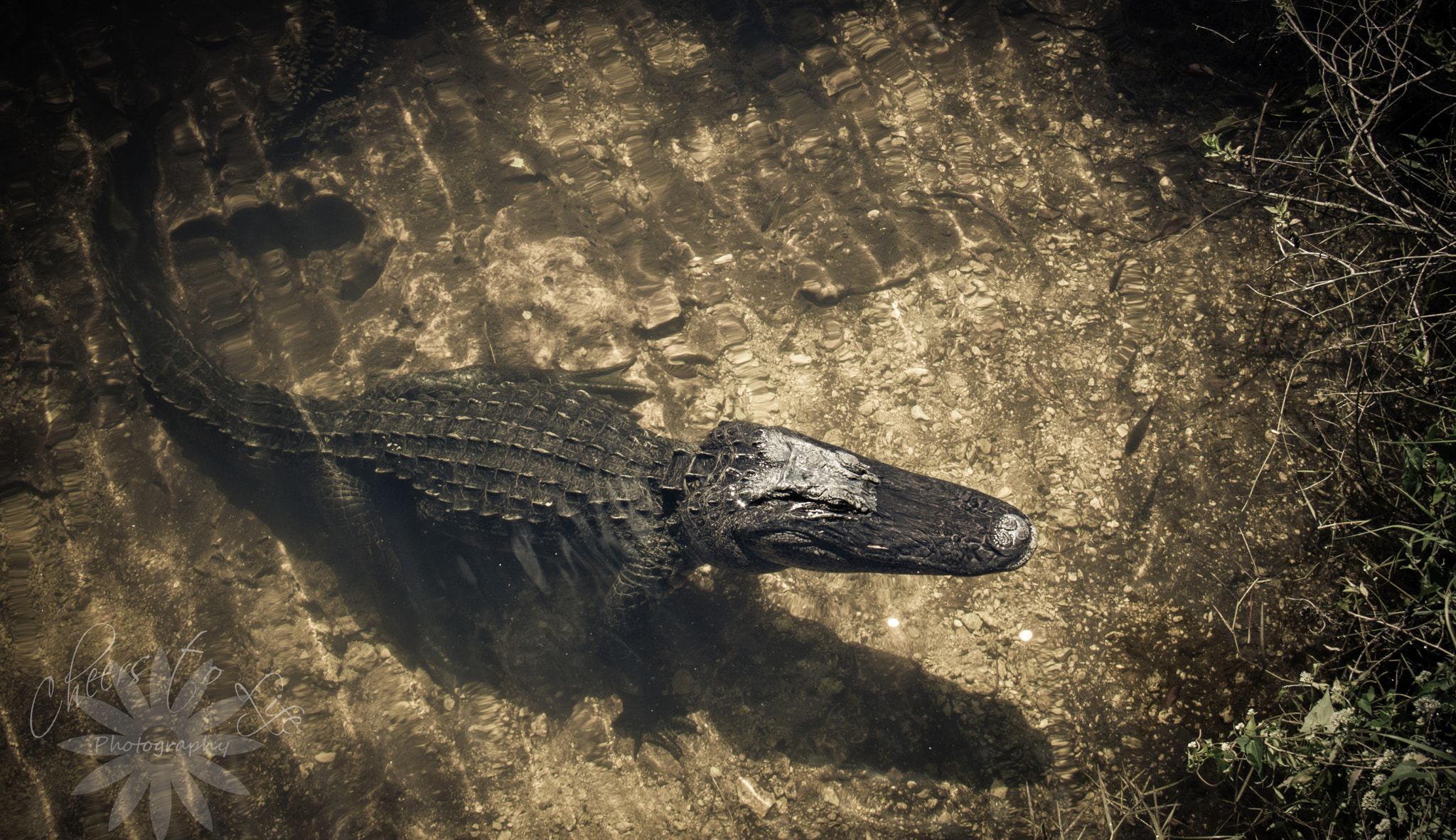 Canon EOS 500D (EOS Rebel T1i / EOS Kiss X3) sample photo. Am i gator enough for the gator club? photography