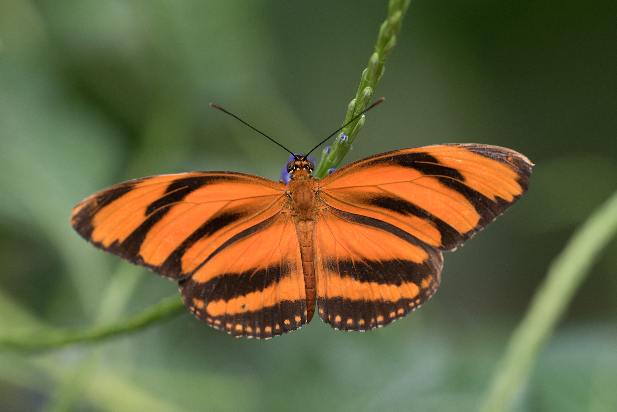 Nikon D750 + Sigma 150mm F2.8 EX DG OS Macro HSM sample photo. Dryadula butterfly photography