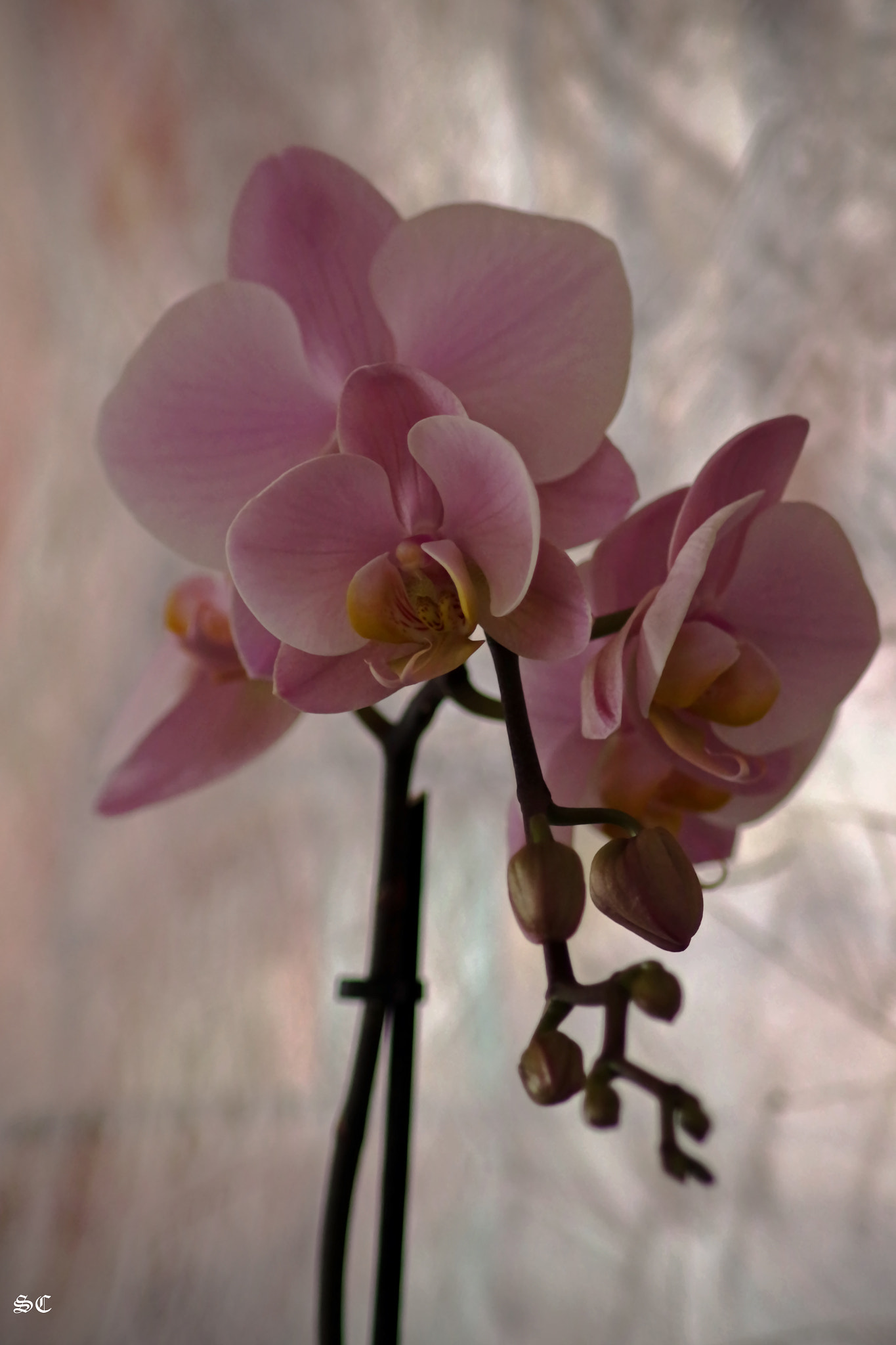 Canon EOS 7D Mark II + Tamron AF 70-300mm F4-5.6 Di LD Macro sample photo. Sweet orchid photography