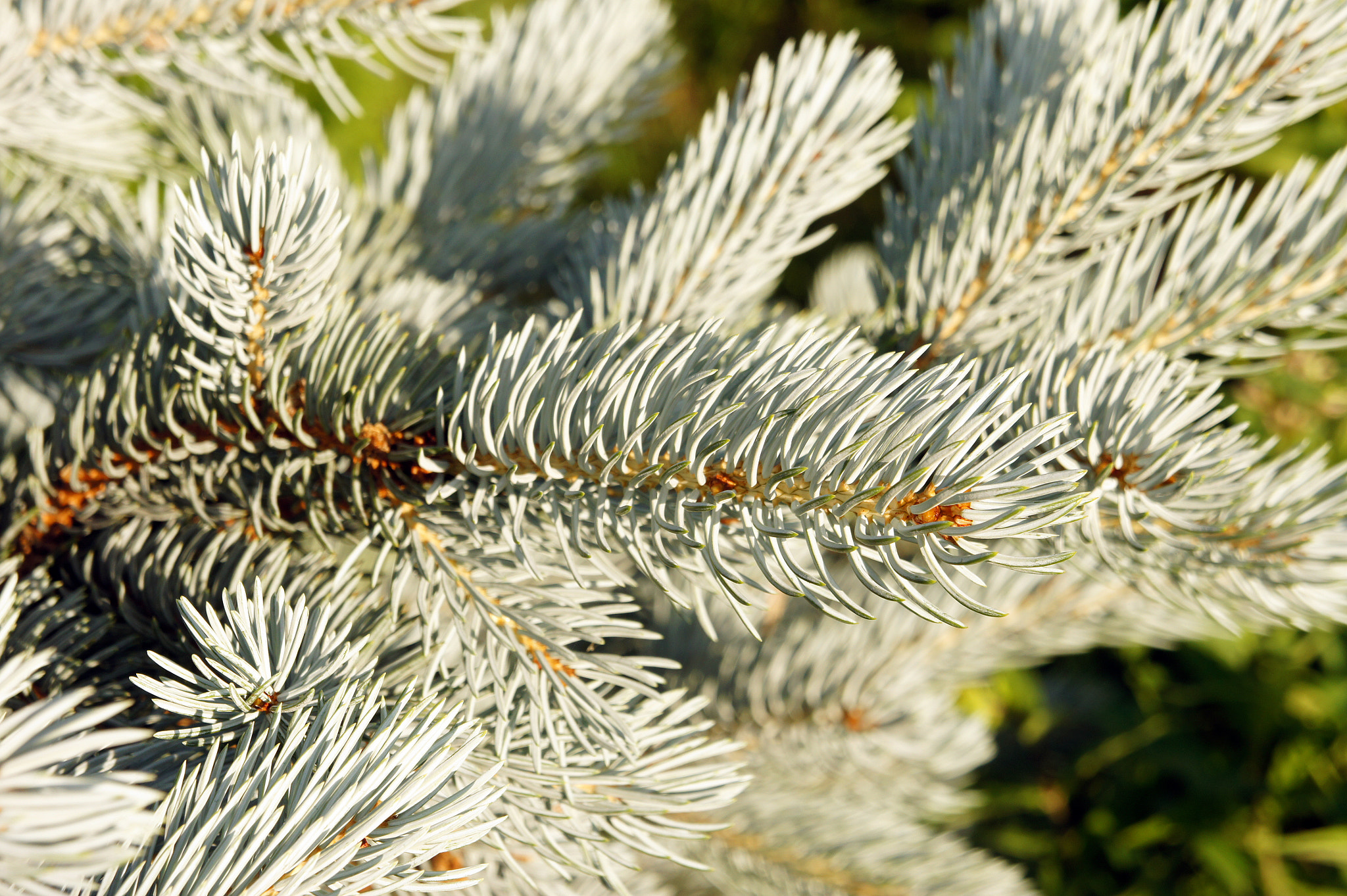 Sony Alpha NEX-3 + Sony E 18-55mm F3.5-5.6 OSS sample photo. Fir needle photography