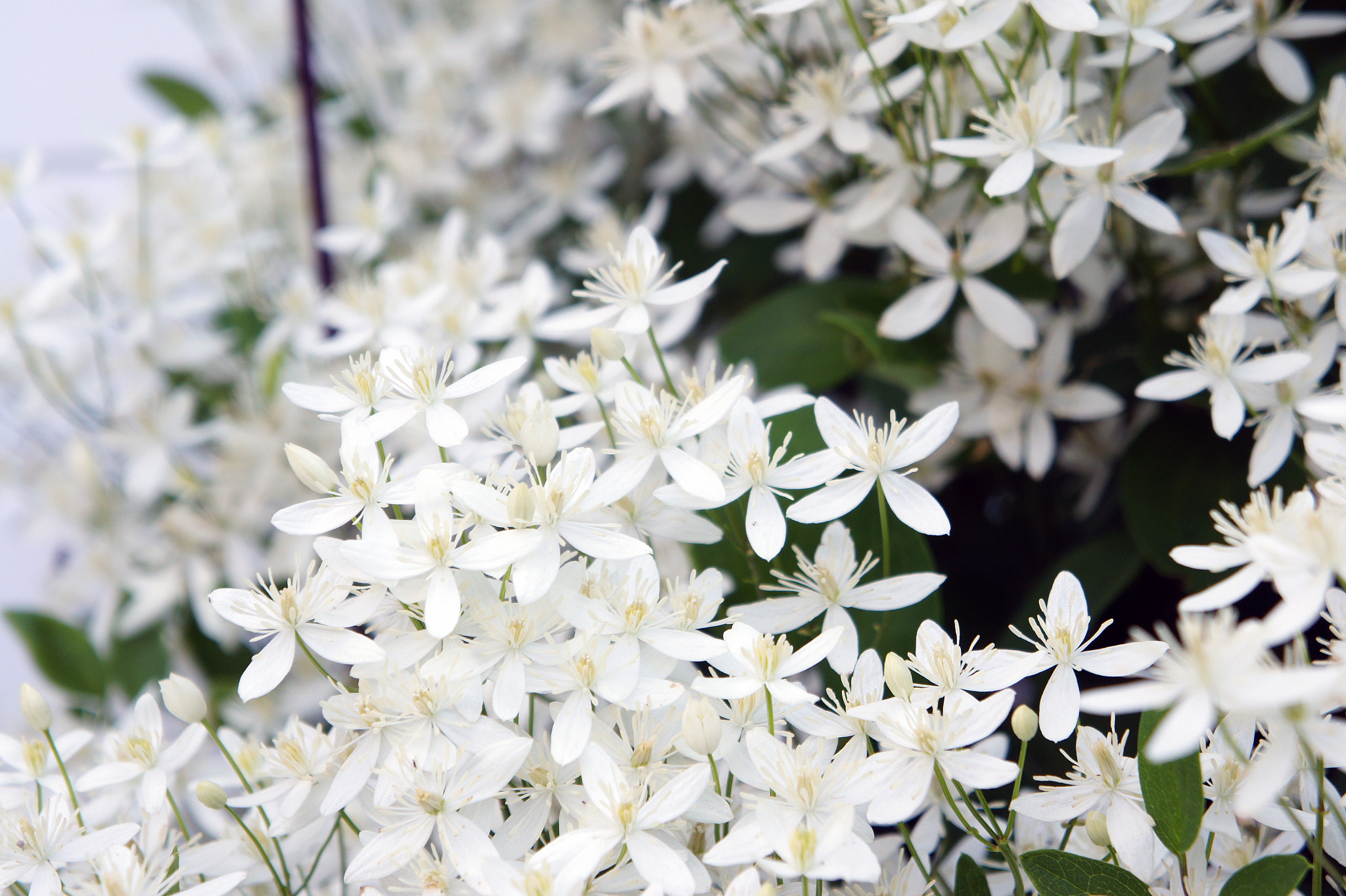 Sony Alpha NEX-3 + Sony E 18-55mm F3.5-5.6 OSS sample photo. White flowers photography