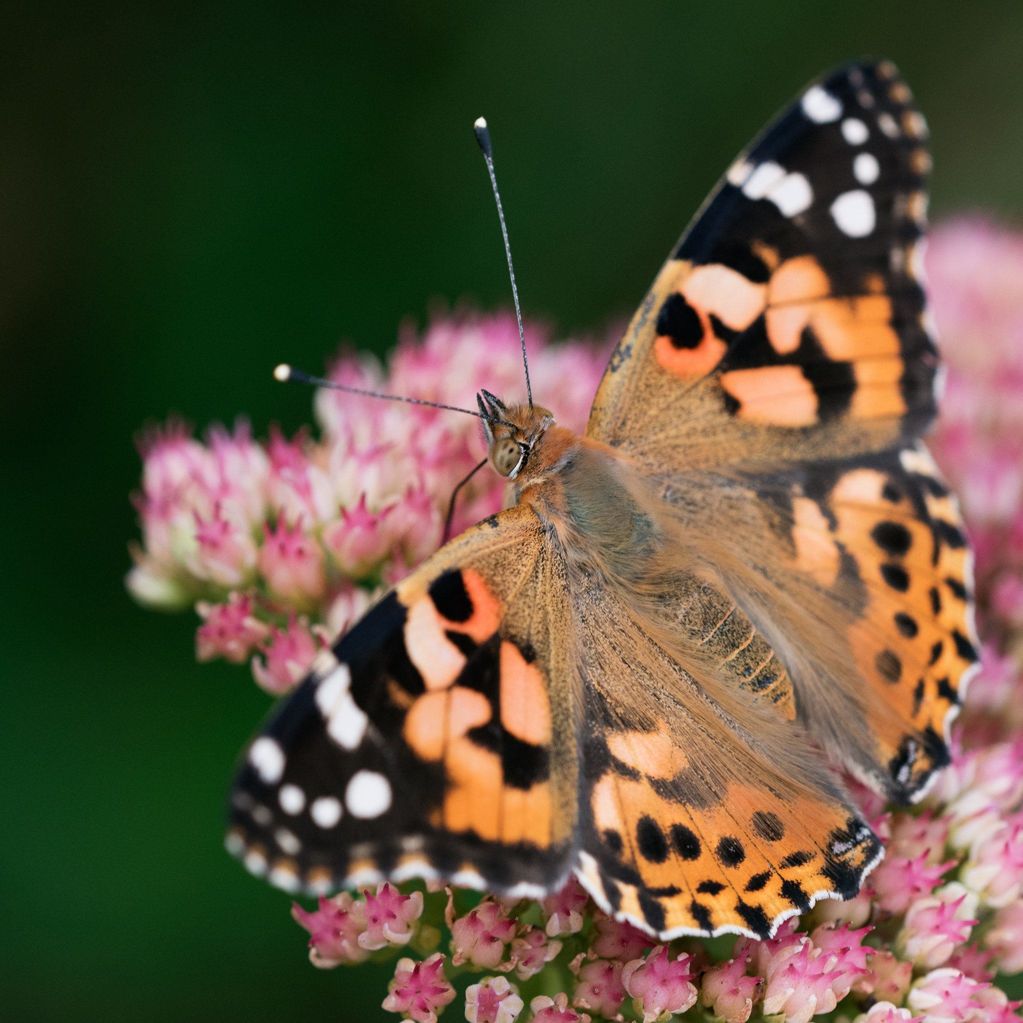 Nikon D750 + Sigma 150mm F2.8 EX DG OS Macro HSM sample photo. Painted lady in my garden photography