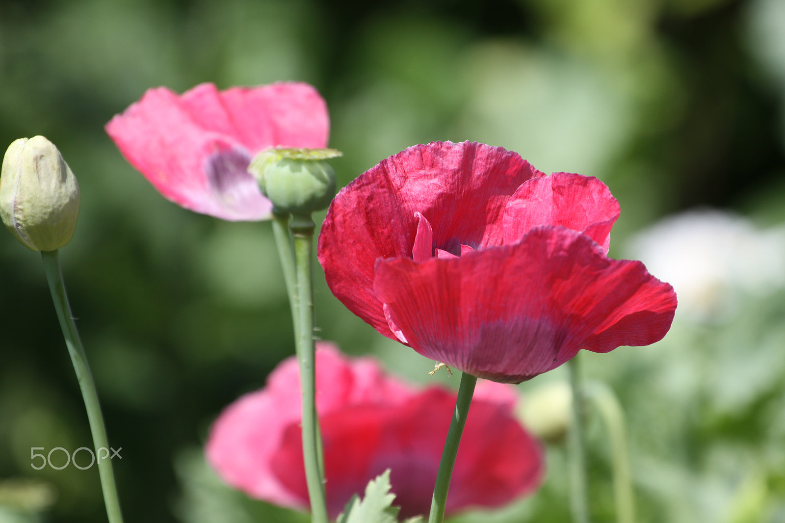 Canon EF 70-200mm F4L USM sample photo. Poppy flowers photography