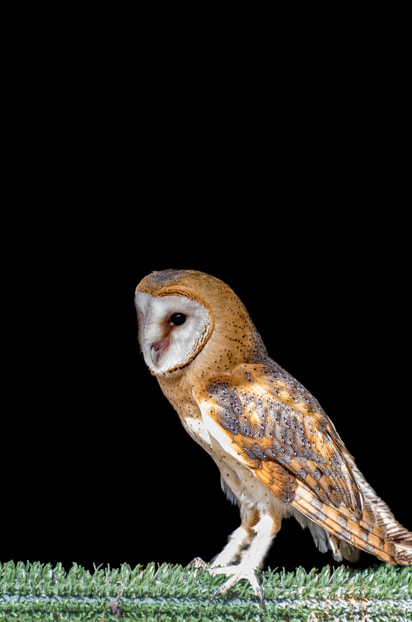 Pentax K-30 sample photo. Owl i photography