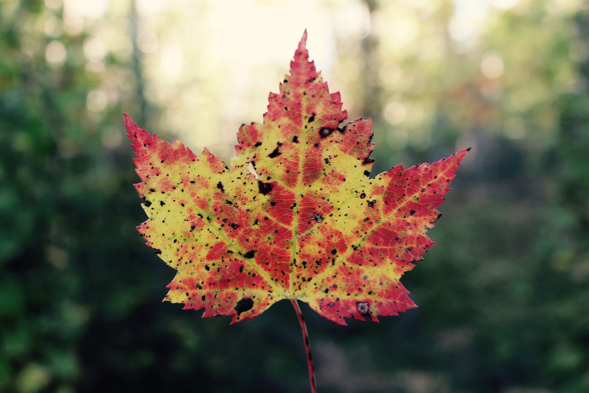 Canon EOS 100D (EOS Rebel SL1 / EOS Kiss X7) sample photo. Fall photography