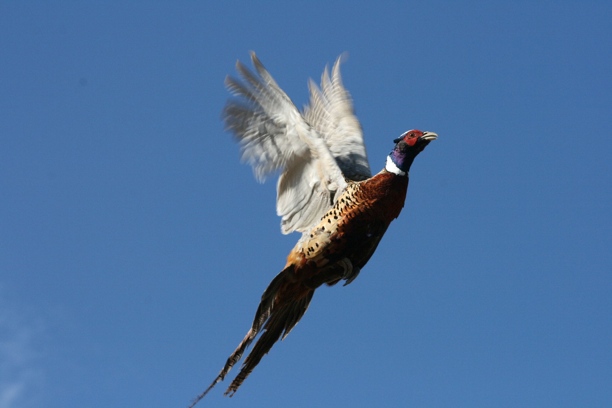 Canon EF 80-200mm F4.5-5.6 II sample photo. Colorful feathers (2 - 9 ) photography