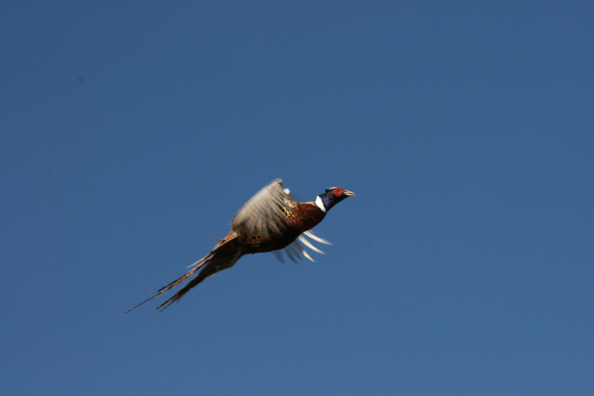 Canon EF 80-200mm F4.5-5.6 II sample photo. Colorful feathers ( 5 - 9 ) photography