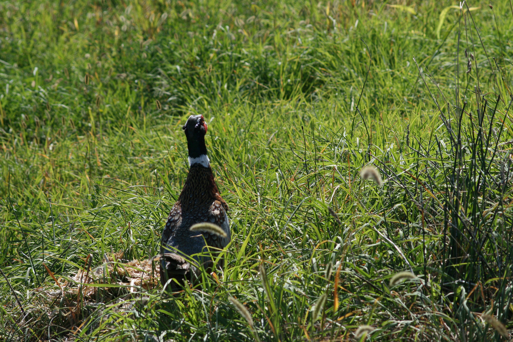 Canon EF 80-200mm F4.5-5.6 II sample photo. Colorful feathers ( 7 - 9 ) photography