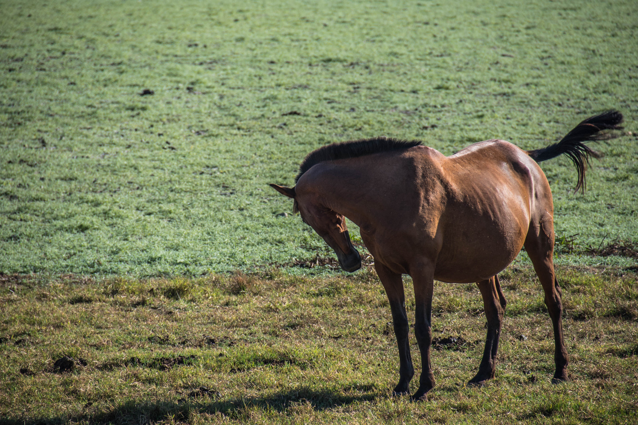 Sigma 18-200mm F3.5-6.3 II DC OS HSM sample photo. Horse photography