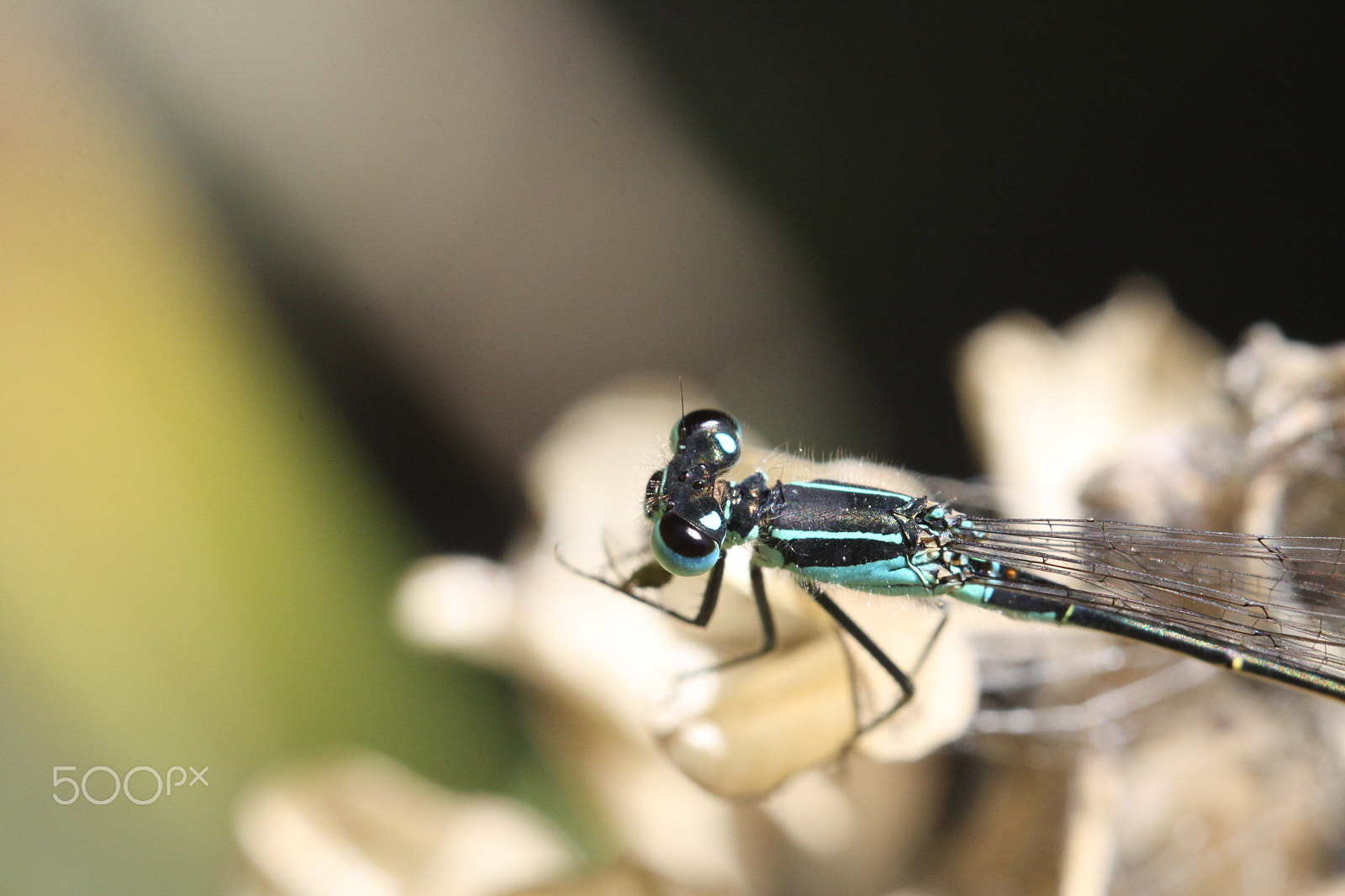 Canon EOS 50D + Sigma APO Macro 180mm F2.8 EX DG OS HSM sample photo. Dragonfly with blue eyes photography