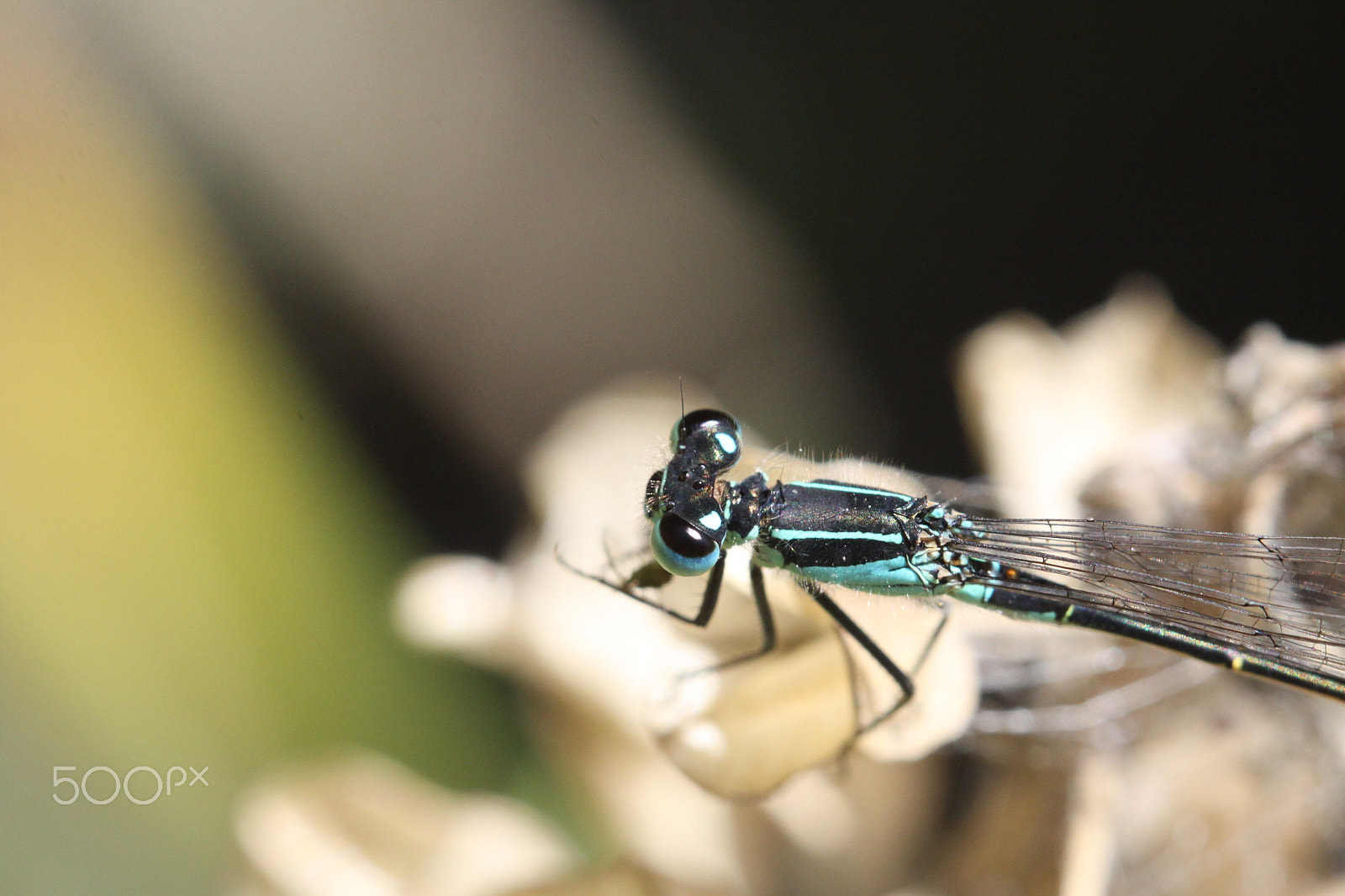 Sigma APO Macro 180mm F2.8 EX DG OS HSM sample photo. Dragonfly with blue eyes photography