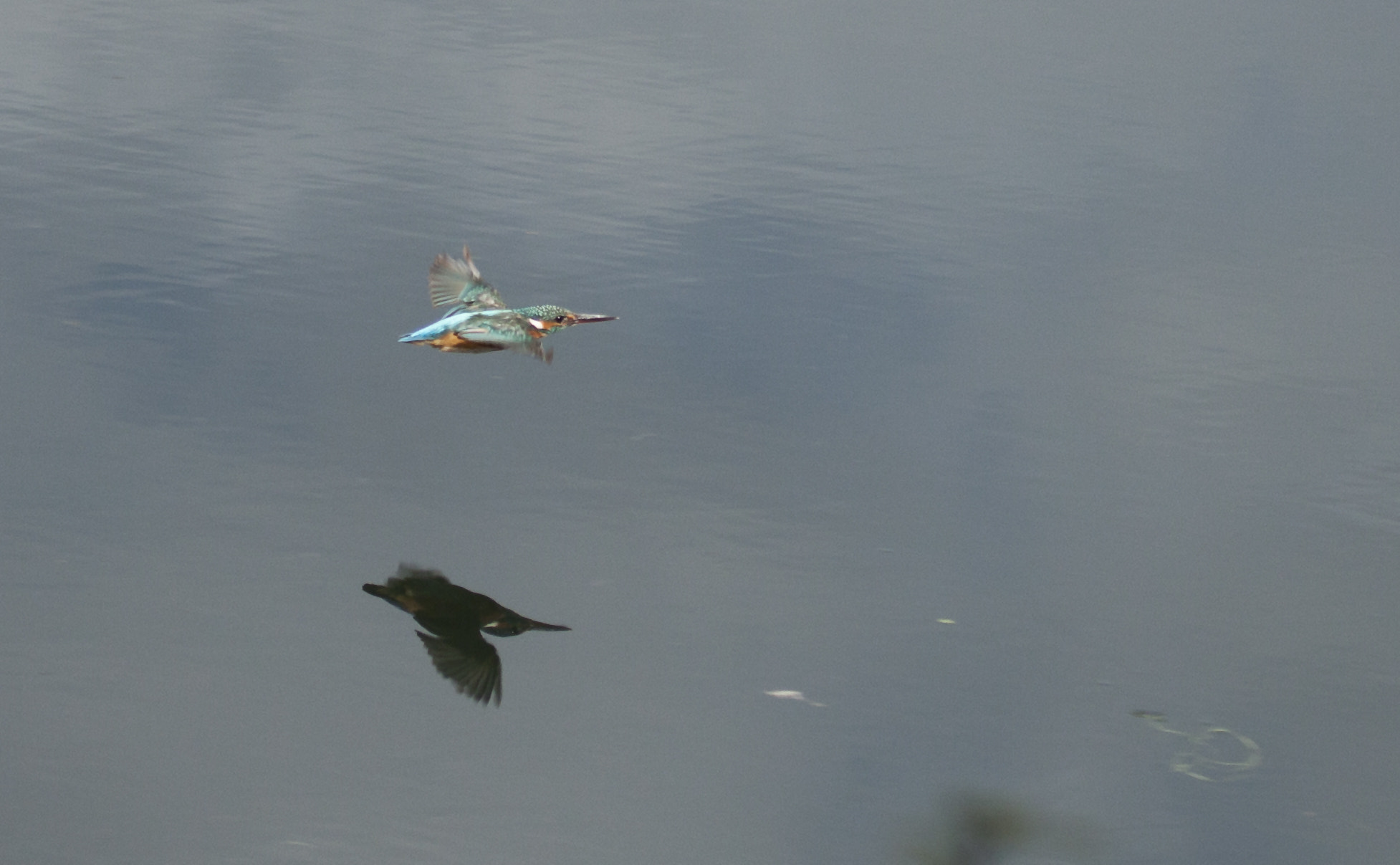 Canon EF 100-400mm F4.5-5.6L IS USM sample photo. Kingfisher volo radente photography