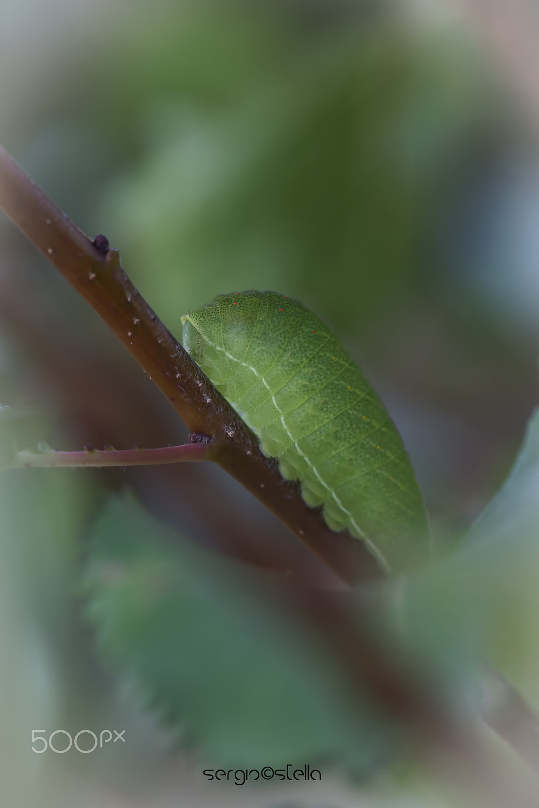 Sigma 150mm F2.8 EX DG Macro HSM sample photo. Podalirius larva_____ photography