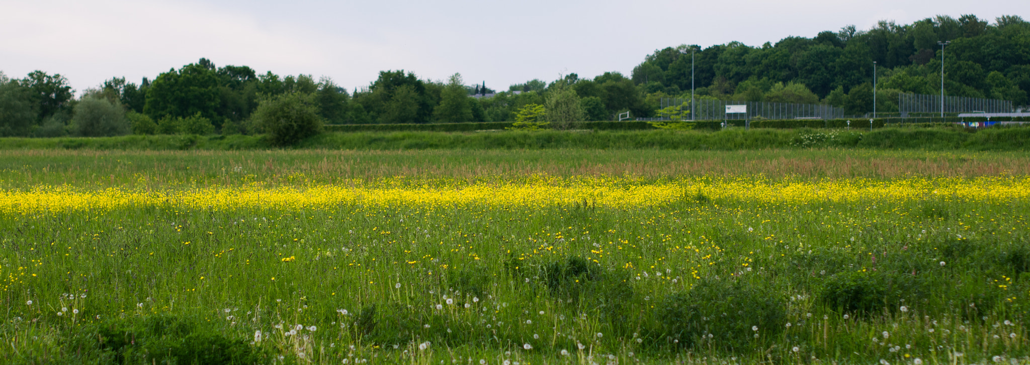 Panasonic Lumix DMC-G2 sample photo. Wiese mit gelb photography