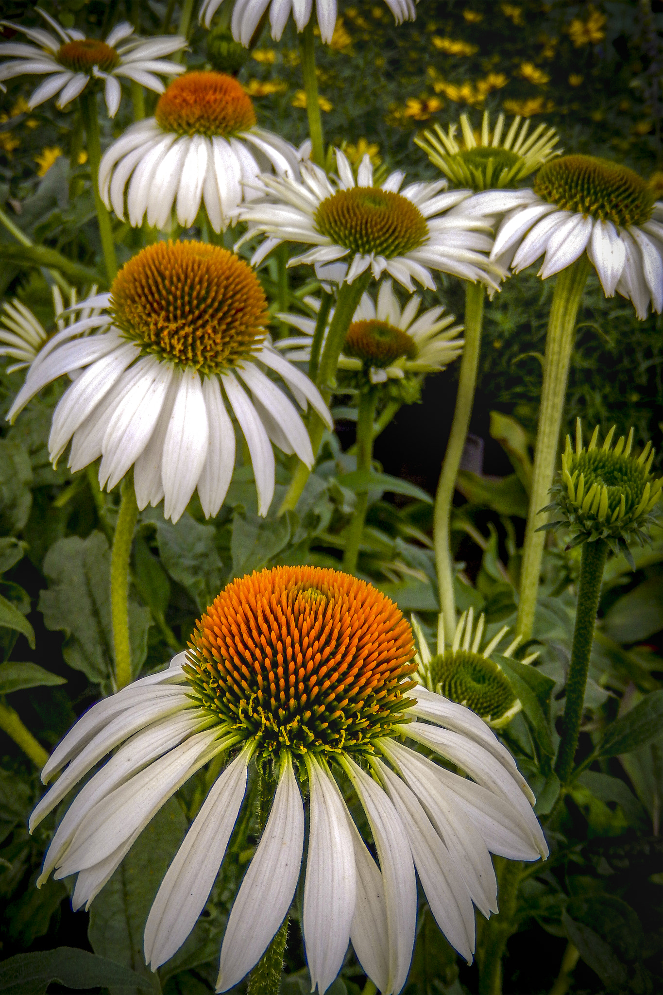 Nikon Coolpix S9500 sample photo. Cone flower steps photography