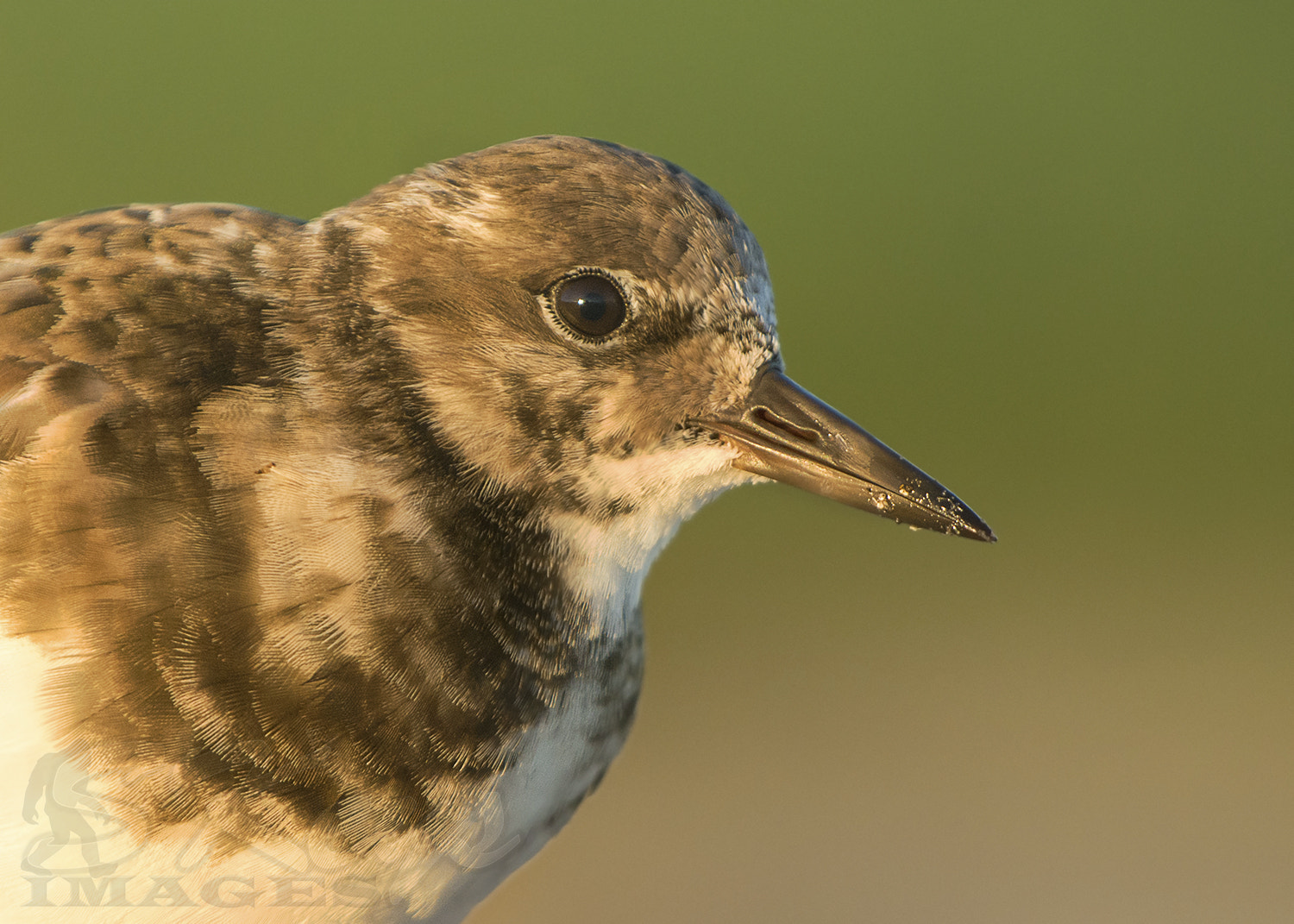 Nikon D7200 sample photo. Portrait at sunrise (ruddy turnstone) photography